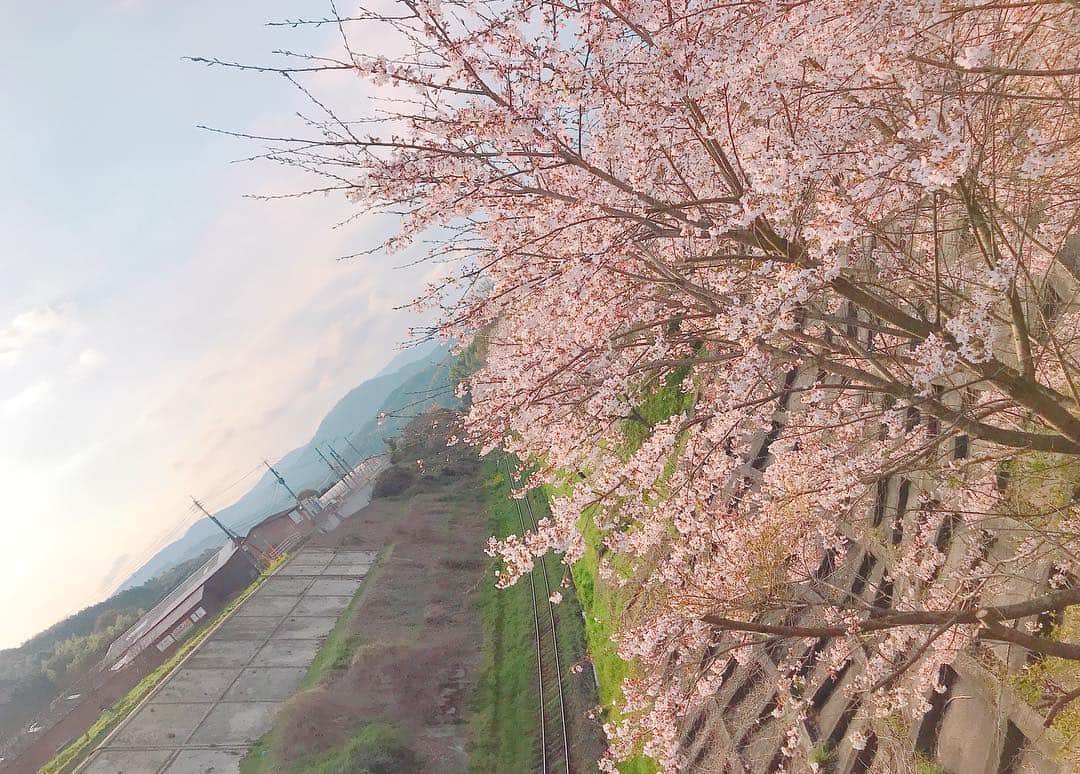 上杉あずささんのインスタグラム写真 - (上杉あずさInstagram)「. 今シーズン(今年度)からRKBテレビ『今日感モーニング』で水曜日の中継を担当することになりました🎤✨ "初登板"となった昨日の中継は、 #平成筑豊鉄道 #赤駅 からお送りしました🚋💨河合社長(@kenichi_kawai_heichiku )の熱い想いやエネルギー溢れる取り組みなどお聞かせ頂き、筑豊の魅力、平成筑豊鉄道の魅力を存分に感じさせて頂きました！赤村のボランティアの皆さんによる #赤村トロッコ もとても愛情に満ち溢れた温かい取り組みでした❤️❤️優しいおじいちゃま達に癒されました笑👴🏼💕 沿線の桜や菜の花が美しすぎて...ほんと心も晴れ晴れ。 私自身まだまだ未熟すぎますが、たくさんパワーを貰ったので、これを力に、リポートも取材力も発信力も人間力も...磨いていきます💪🏼🌈これからもよろしくお願いします🙇‍♀️ #平成 #令和 #変換期 #福岡 #田川 #筑豊 #京築 #赤村 #赤 #鉄道 #線路 #桜 #菜の花 #🌸 #🌷 #🚋 #🚃 #fukuoka #tagawa #chikuho #train #heisei #reiwa #tv #rkb」4月4日 9時50分 - azumacks