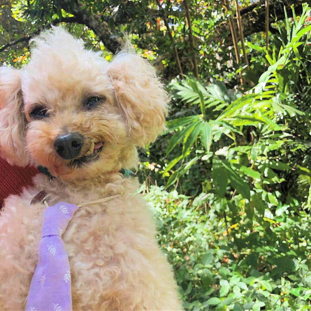 のインスタグラム：「Good morning from Manoa Waterfalls!! 今日はオトナミューズ撮影2日目。朝からマノア トレイルに来ています！マイナスイオンたっぷり浴びて最高のスタートが切れました！今日も怠けないで何をするにも全力投球で頑張ろうね！💪🏼 #ハワイのおすそ分け🤙🏼 #笑う犬Boo🐩 #オトナミューズ」