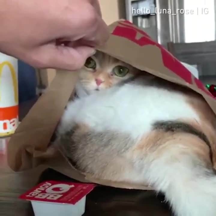 のインスタグラム：「There's a secret menu you can order ⠀ ⠀ 📹@hello_luna_rose⠀ ⠀ #meowed #lunarose #Scottishfold #BabyLoon #loon #mcdonald #hiddenmenu #🇺🇸 #🇹🇭」
