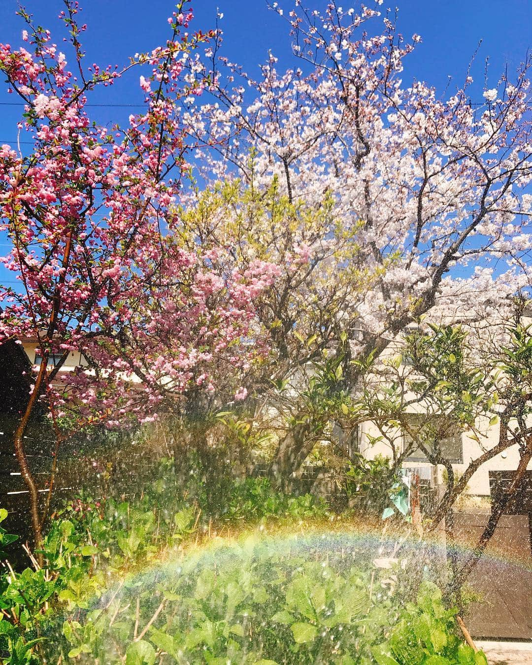 益子直美さんのインスタグラム写真 - (益子直美Instagram)「我が家のさくら🌸満開！ 水やりでできた虹🌈 手前は海堂。 庭が賑やかになってきて、楽しい季節！ 冬に植えたチューリップの球根は、白が一番に開花！ 三角葉アカシアの花は少し少なかったかな。  #春  #春の庭  #garden  #gardening  #桜  #湘南  #ガーデニング  #花  #チューリップ  #虹」4月4日 9時54分 - naomi.masuko