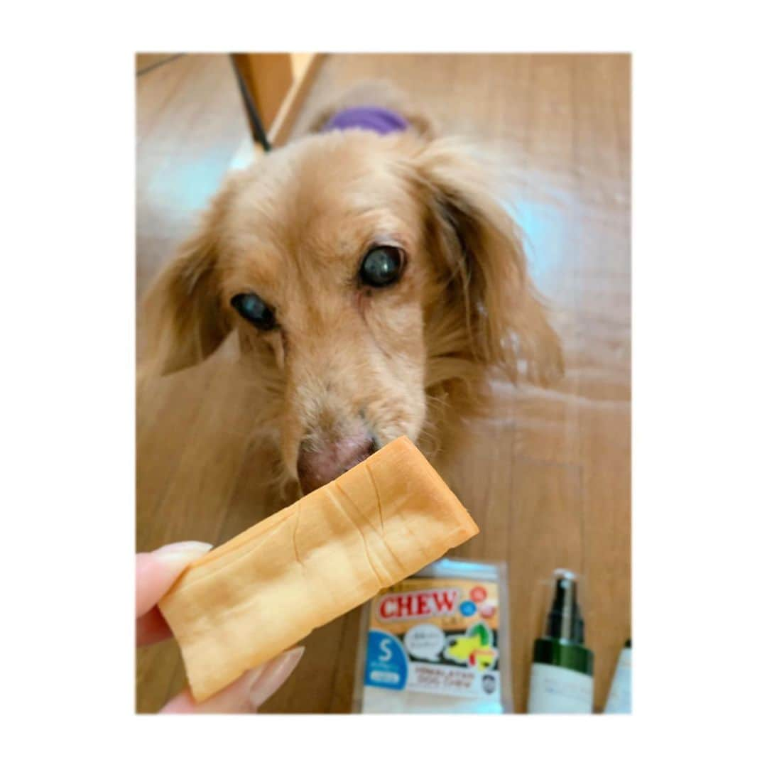 稲沢朋子さんのインスタグラム写真 - (稲沢朋子Instagram)「🐕くんくんくんくん イイ匂いがするかもしれん☺️ 16歳になる我が家の老犬くん❤️ ん？匂い感じてくれたかな？笑 大きな病気もなくミニチュアダックスの特徴からヘルニアには、なったけど元気☺️ 赤ちゃんの時から変わらぬやんちゃぶり固い物もガリガリする👍 でも人間（私）と同じだね〜目も鼻も肌も敏感になってるね 安心して使える物は、嬉しい #長生きして欲しい #ヒマラヤンドッグチュー #月桃ボタニカルケアシリーズ #愛犬 #ミニチュアダックス #老犬 #16歳 #おじいちゃん #私より年上 #可愛いな〜 #親バカ #家族みんな #たろう #いぬとの暮らし #いぬ #犬 #ペット」4月4日 10時19分 - ina_tomo