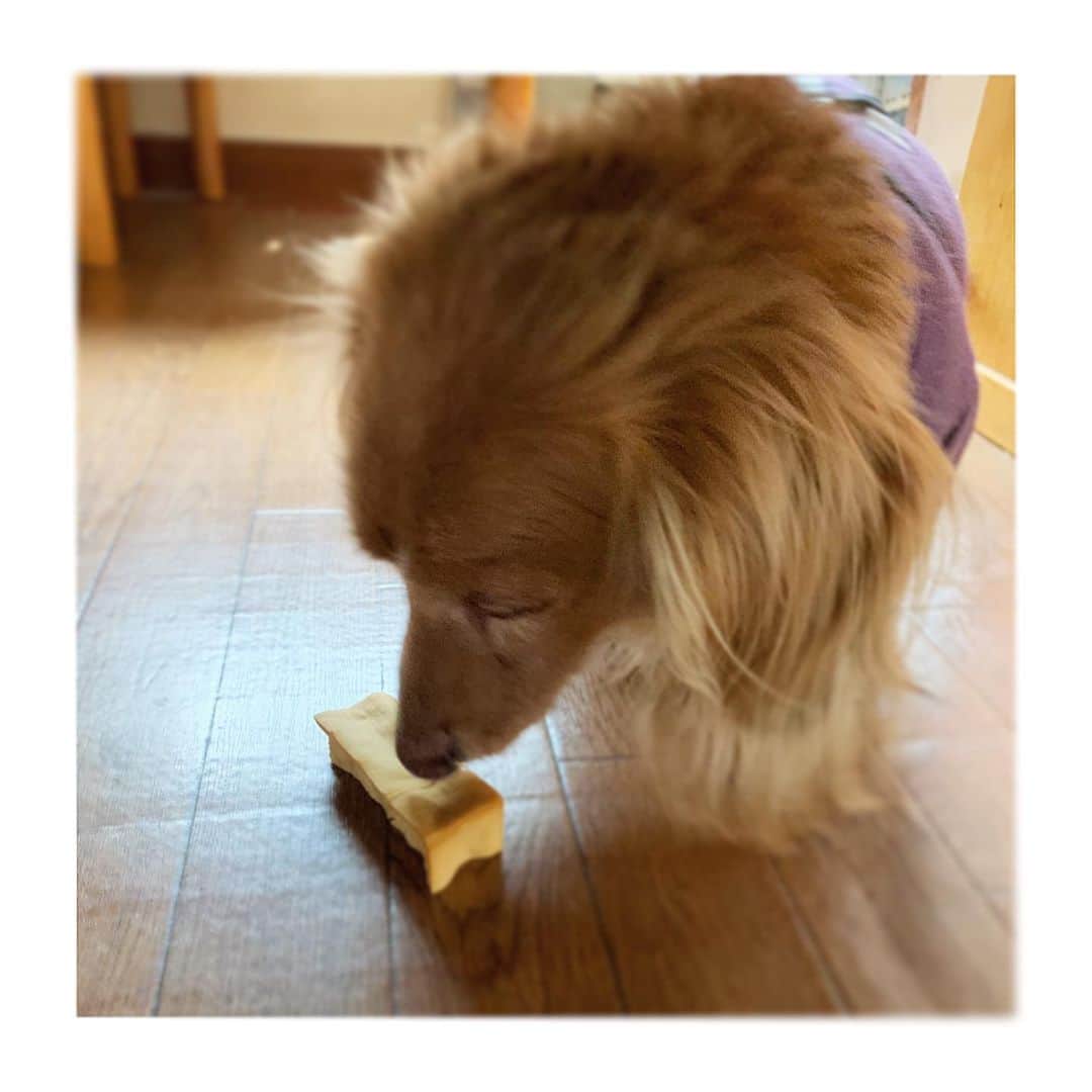 稲沢朋子さんのインスタグラム写真 - (稲沢朋子Instagram)「🐕くんくんくんくん イイ匂いがするかもしれん☺️ 16歳になる我が家の老犬くん❤️ ん？匂い感じてくれたかな？笑 大きな病気もなくミニチュアダックスの特徴からヘルニアには、なったけど元気☺️ 赤ちゃんの時から変わらぬやんちゃぶり固い物もガリガリする👍 でも人間（私）と同じだね〜目も鼻も肌も敏感になってるね 安心して使える物は、嬉しい #長生きして欲しい #ヒマラヤンドッグチュー #月桃ボタニカルケアシリーズ #愛犬 #ミニチュアダックス #老犬 #16歳 #おじいちゃん #私より年上 #可愛いな〜 #親バカ #家族みんな #たろう #いぬとの暮らし #いぬ #犬 #ペット」4月4日 10時19分 - ina_tomo