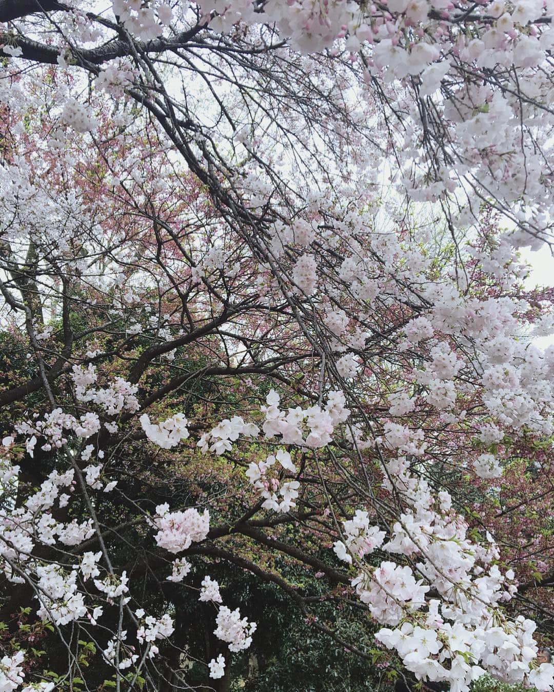 舞雛かのんさんのインスタグラム写真 - (舞雛かのんInstagram)「. お花見...🌸💕 . 初めて新宿御苑に行きました. . 色々な種類の桜があり、 今まで見たことのない桜との出会いもありました❤︎. . みなさんは、お花見楽しまれましたかー？. . #お花見 #桜 #cherryblossom #新宿御苑 #濃いピンクの桜可愛かったな #shinjuku #tokyo」4月4日 10時17分 - mizho_601