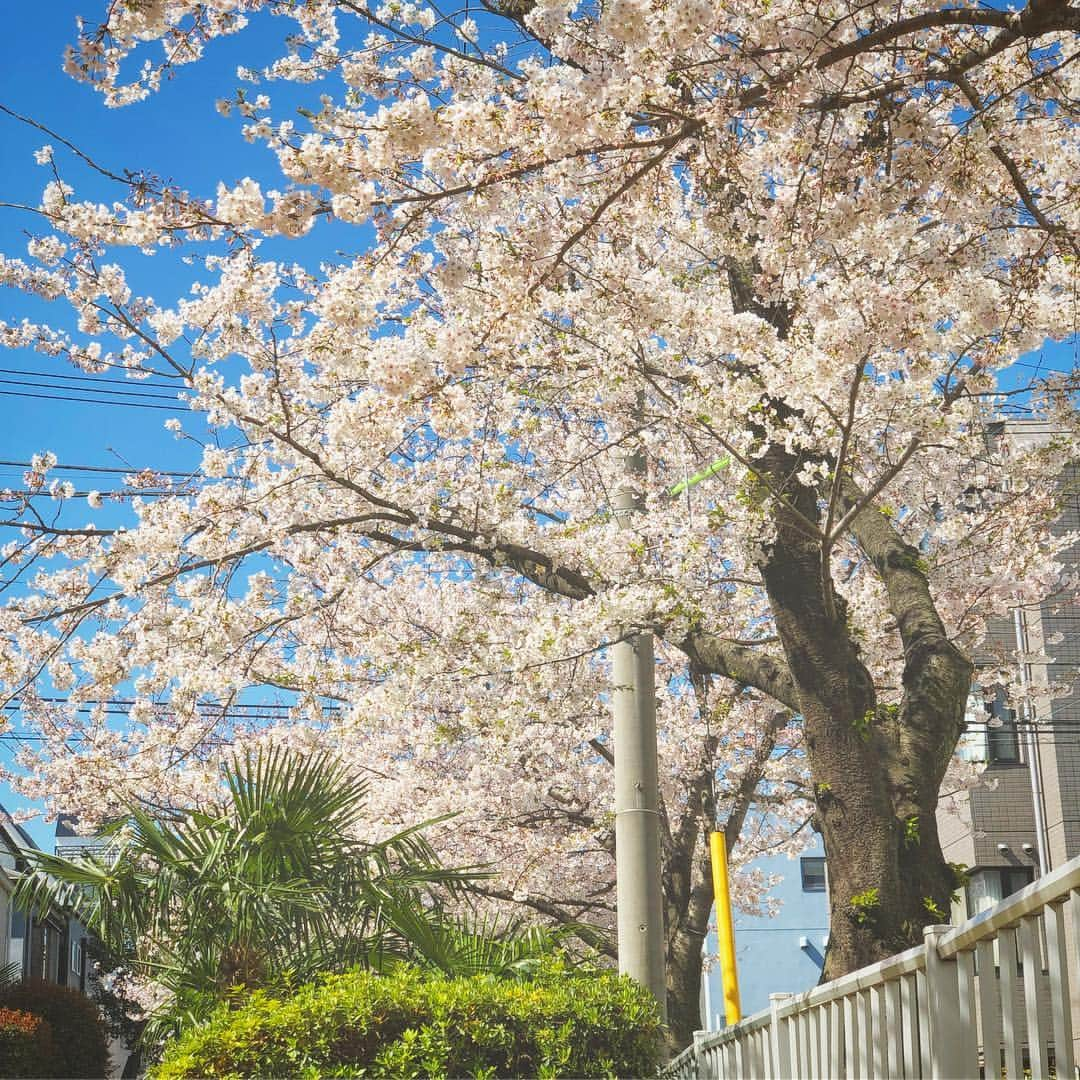 Masackさんのインスタグラム写真 - (MasackInstagram)「春ですね。」4月4日 10時27分 - masackdrum