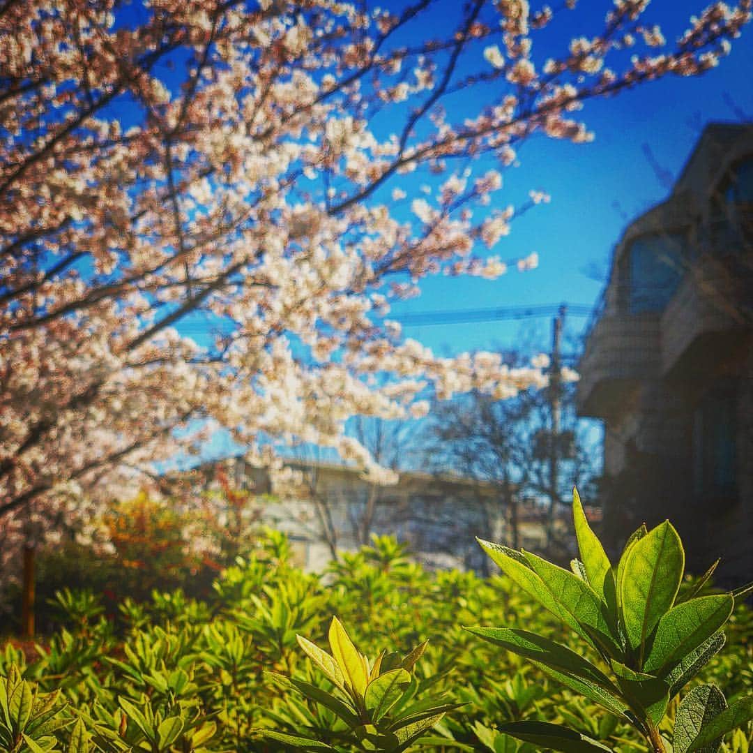 Masackさんのインスタグラム写真 - (MasackInstagram)「春ですね。」4月4日 10時27分 - masackdrum