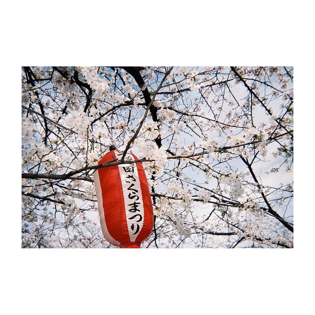 落合恭子のインスタグラム：「桜」