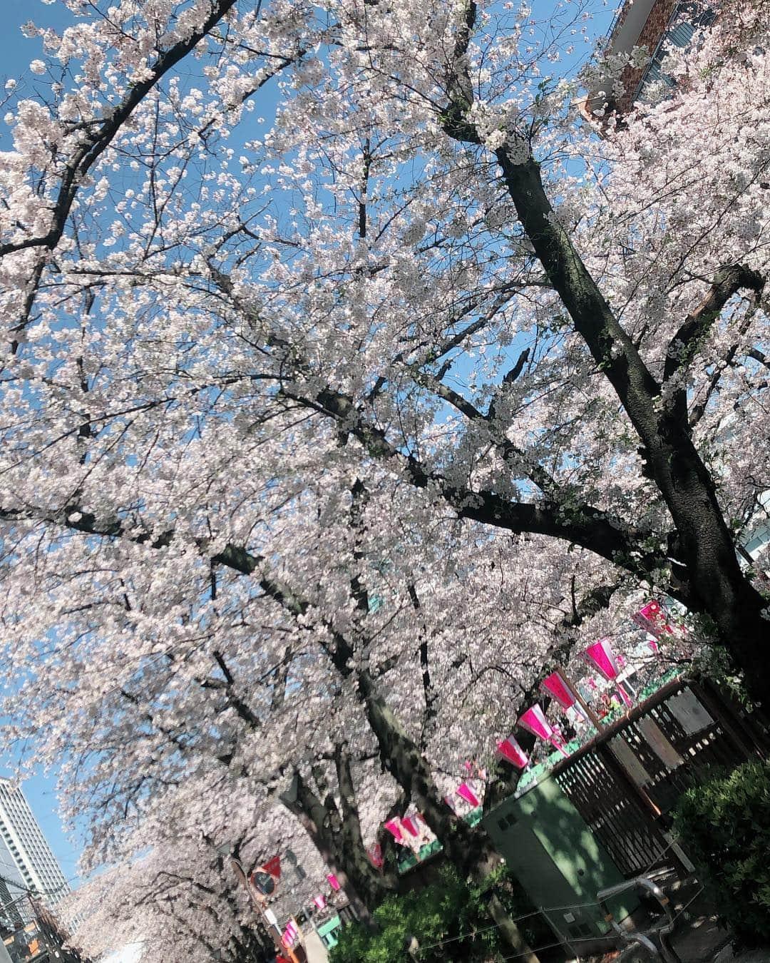 央雅光希さんのインスタグラム写真 - (央雅光希Instagram)「東京に来てます。 人生初の、目黒の桜を眺めながら…2月末にオープンしたスターバックスのロースタリーで朝ごはん！最高に優雅。テラス席なのでちょっと寒いけど(笑) 今回東京へ来た一番の目的は違うけど、せっかくなので寄ってみようと思ったら思いのほか並ばずにすぐ入れました☺︎ 世界に4つしかないロースタリー！接客も素敵で、お客さんもみんなニコニコしてる。来れて良かった〜😊 #スターバックス #ロースタリー東京 #スターバックスリザーブロースタリー #スターバックスロースタリー #目黒 #目黒の桜 #桜 #東京上陸」4月4日 10時32分 - tatatata_ayk