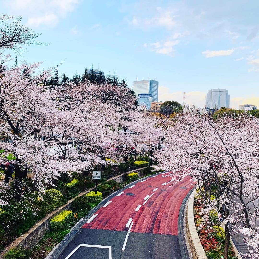 エミ・レナータさんのインスタグラム写真 - (エミ・レナータInstagram)「One of my favorite times of the year 🌸💓 #sakura #spring #lover」4月4日 10時38分 - emi_renata