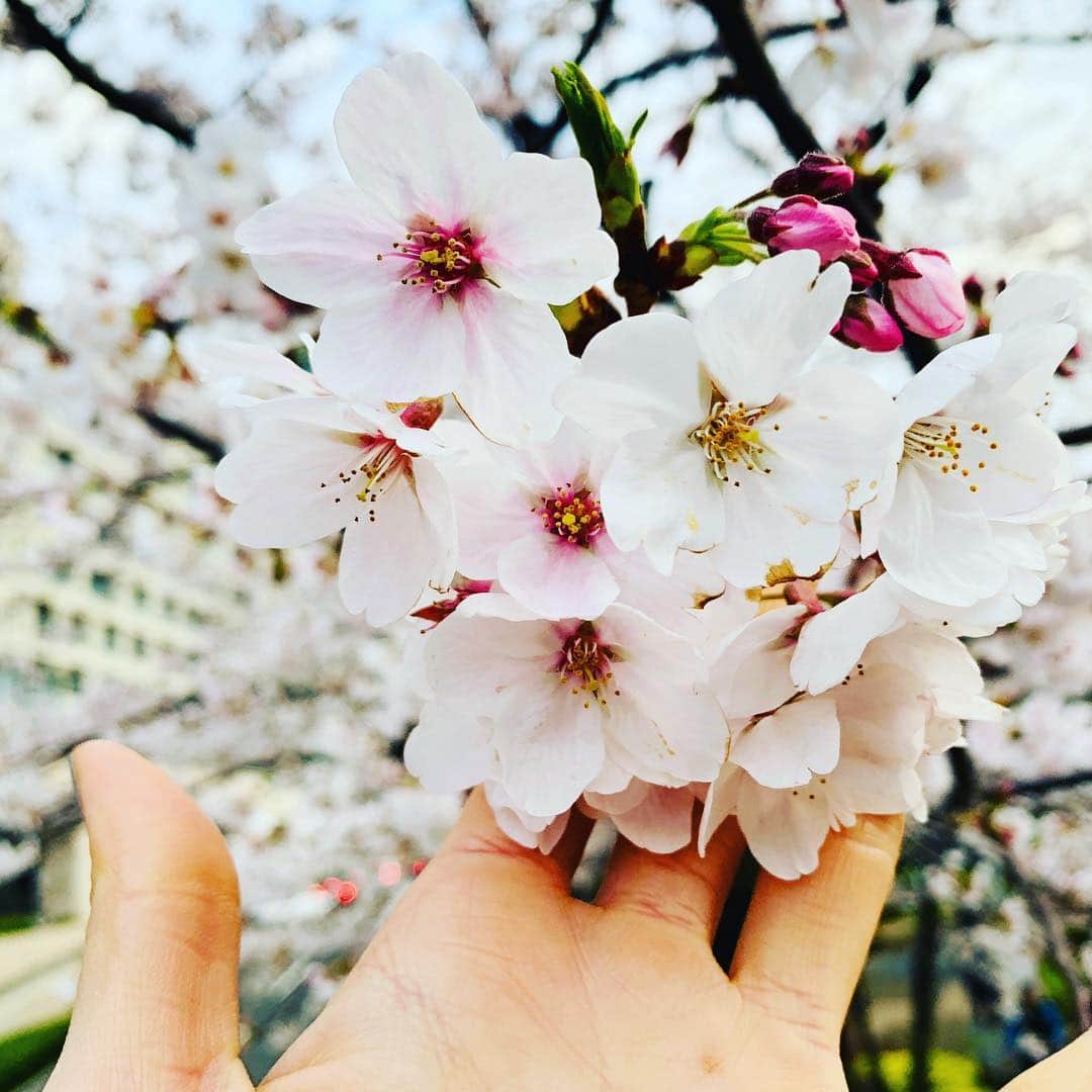 エミ・レナータさんのインスタグラム写真 - (エミ・レナータInstagram)「One of my favorite times of the year 🌸💓 #sakura #spring #lover」4月4日 10時38分 - emi_renata