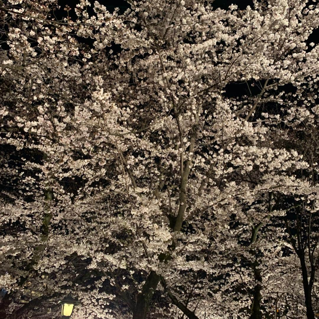 滝川クリステルさんのインスタグラム写真 - (滝川クリステルInstagram)「靖国神社での夜桜能を観に行ってきました🌸 代々の貴重な歴史を受け継いでいるその場に身を置かせていただきながら、静かな空間の中にも一人一人の演者の強い内なる情熱を感じさせてくれる美しい伝統芸能。 本当に素晴らしかったです。 忘れられない１日になりました🌸 #アンミカ夫妻に挟まれて#夜桜能 #束の間の桜の時期に当時の情景を感じさせてくれた貴重な時間」4月4日 10時40分 - christeltakigawa