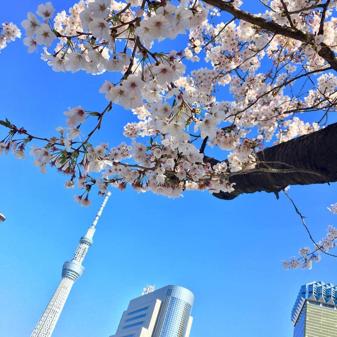 ズームイン!!サタデーさんのインスタグラム写真 - (ズームイン!!サタデーInstagram)「‪少し寒かったおかげか 今週末まで持ちそうです🌸🌸‬ ‪#浅草‬ ‪#asakusa‬ ‪#隅田川‬ ‪#東京スカイツリー‬ ‪#ズムサタ‬」4月4日 11時01分 - zumusata