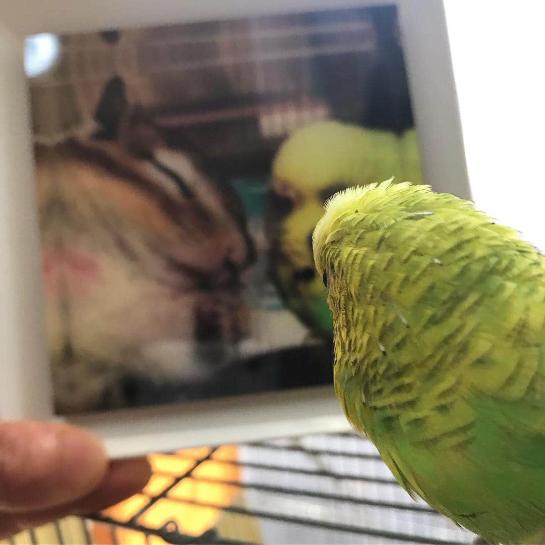 peace_0322さんのインスタグラム写真 - (peace_0322Instagram)「#リス#シマリス#インコ#セキセイインコ#ふわもこ部 先日素敵なプレゼント🎁が届きました😭 中にはフォトキューブとお菓子😍 @kame_san3 さん @yuki0777  さん @leokun_chipmunk さん @shimashima_sakura.fuku さん ありがとうございました🙇‍♀️😭 大切にします✨  ピース君がお空に旅立って2ヶ月がたち彼の居ない生活にも慣れましたが、やっぱり寂しい😢 ぴーちゃんも仲間がいなくなり🐿やっぱり寂しそうです😢」4月4日 11時02分 - peace_0322