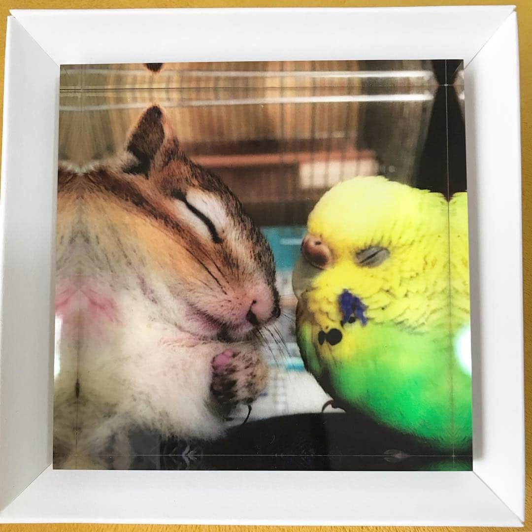 peace_0322さんのインスタグラム写真 - (peace_0322Instagram)「#リス#シマリス#インコ#セキセイインコ#ふわもこ部 先日素敵なプレゼント🎁が届きました😭 中にはフォトキューブとお菓子😍 @kame_san3 さん @yuki0777  さん @leokun_chipmunk さん @shimashima_sakura.fuku さん ありがとうございました🙇‍♀️😭 大切にします✨  ピース君がお空に旅立って2ヶ月がたち彼の居ない生活にも慣れましたが、やっぱり寂しい😢 ぴーちゃんも仲間がいなくなり🐿やっぱり寂しそうです😢」4月4日 11時02分 - peace_0322