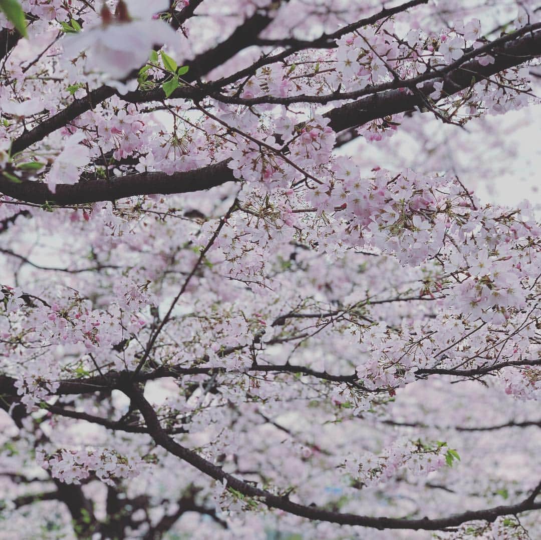 宮瀬茉祐子のインスタグラム：「お気に入りのサクラの木  今年も見納め…  寂しい…切ない…  #cherryblossom  #spring  #sakura #さくら  #国立劇場前」