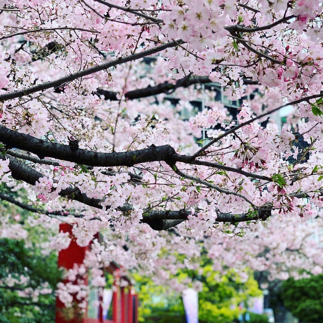 宮瀬茉祐子さんのインスタグラム写真 - (宮瀬茉祐子Instagram)「お気に入りのサクラの木  今年も見納め…  寂しい…切ない…  #cherryblossom  #spring  #sakura #さくら  #国立劇場前」4月4日 11時05分 - miyase_mayuko_official