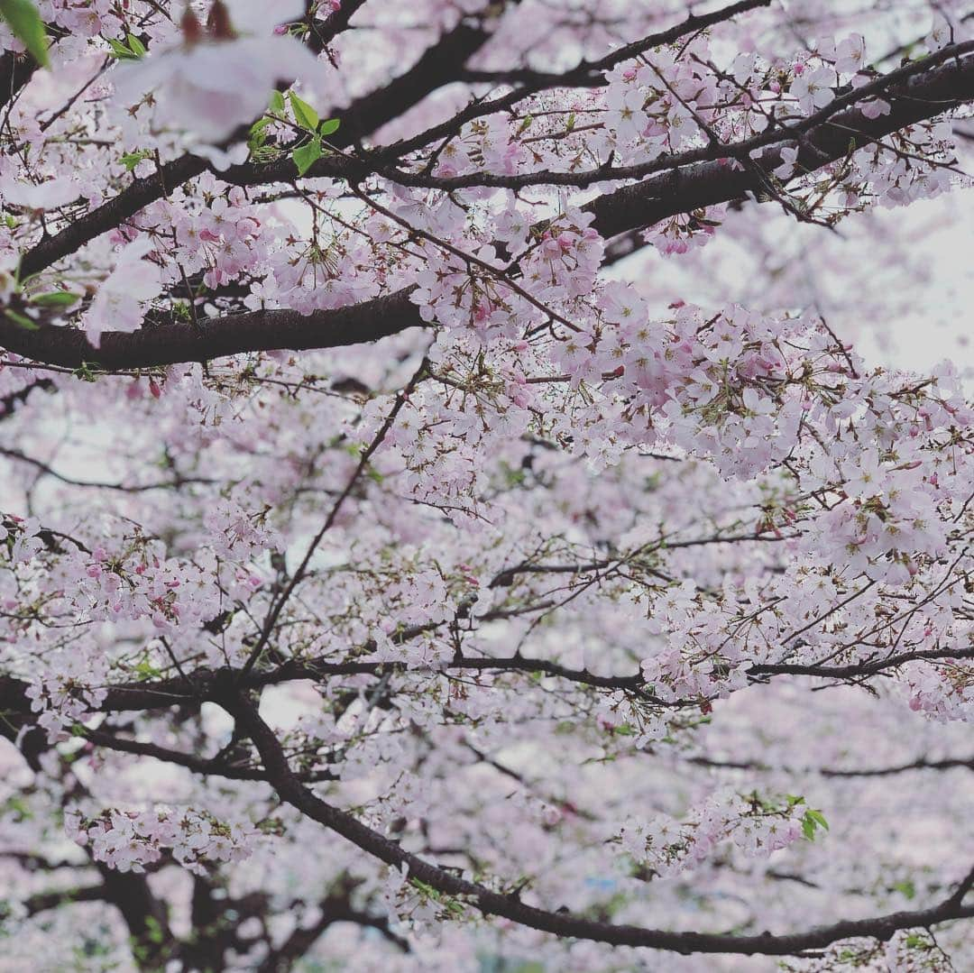 宮瀬茉祐子さんのインスタグラム写真 - (宮瀬茉祐子Instagram)「お気に入りのサクラの木  今年も見納め…  寂しい…切ない…  #cherryblossom  #spring  #sakura #さくら  #国立劇場前」4月4日 11時05分 - miyase_mayuko_official