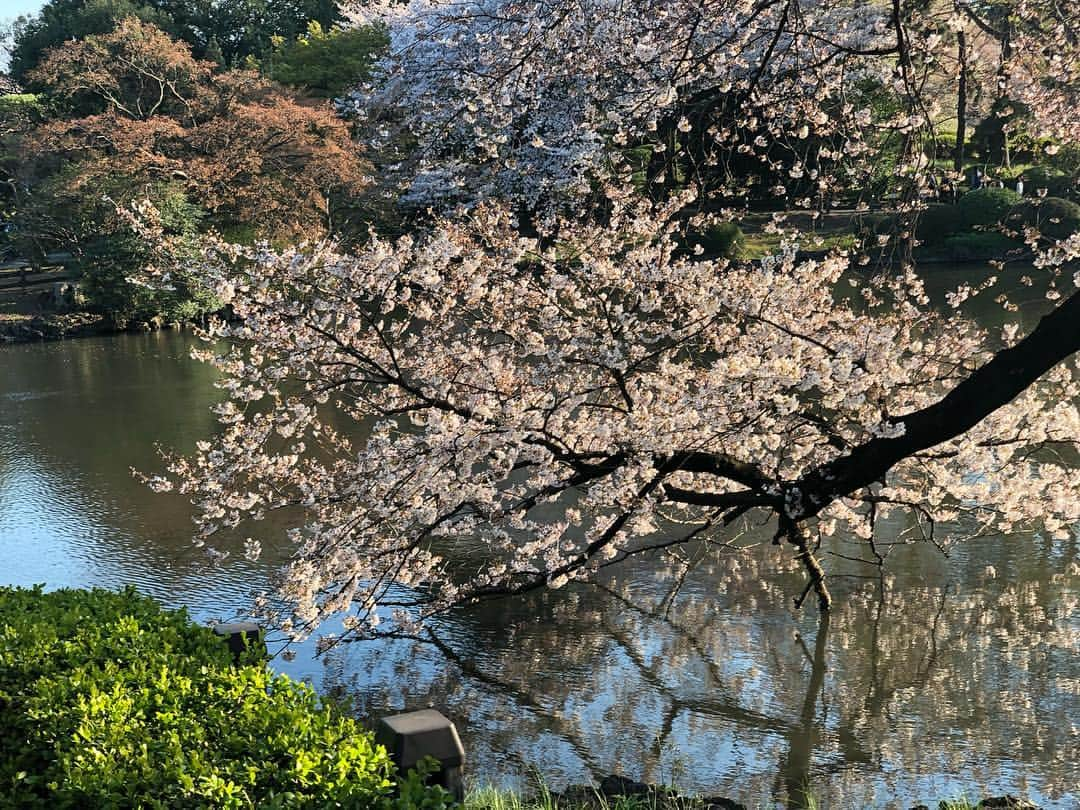 高城亜樹さんのインスタグラム写真 - (高城亜樹Instagram)「* 昨日はこのメンバーでお花見🌸 定期的に集まれていて 嬉しい限りです🥰 新宿御苑の桜は いろんな表情でとても素敵でした🥺 . #新宿御苑 #cherryblossom #お花見 #北原里英 #内田眞由美」4月4日 11時06分 - akiii_takajo