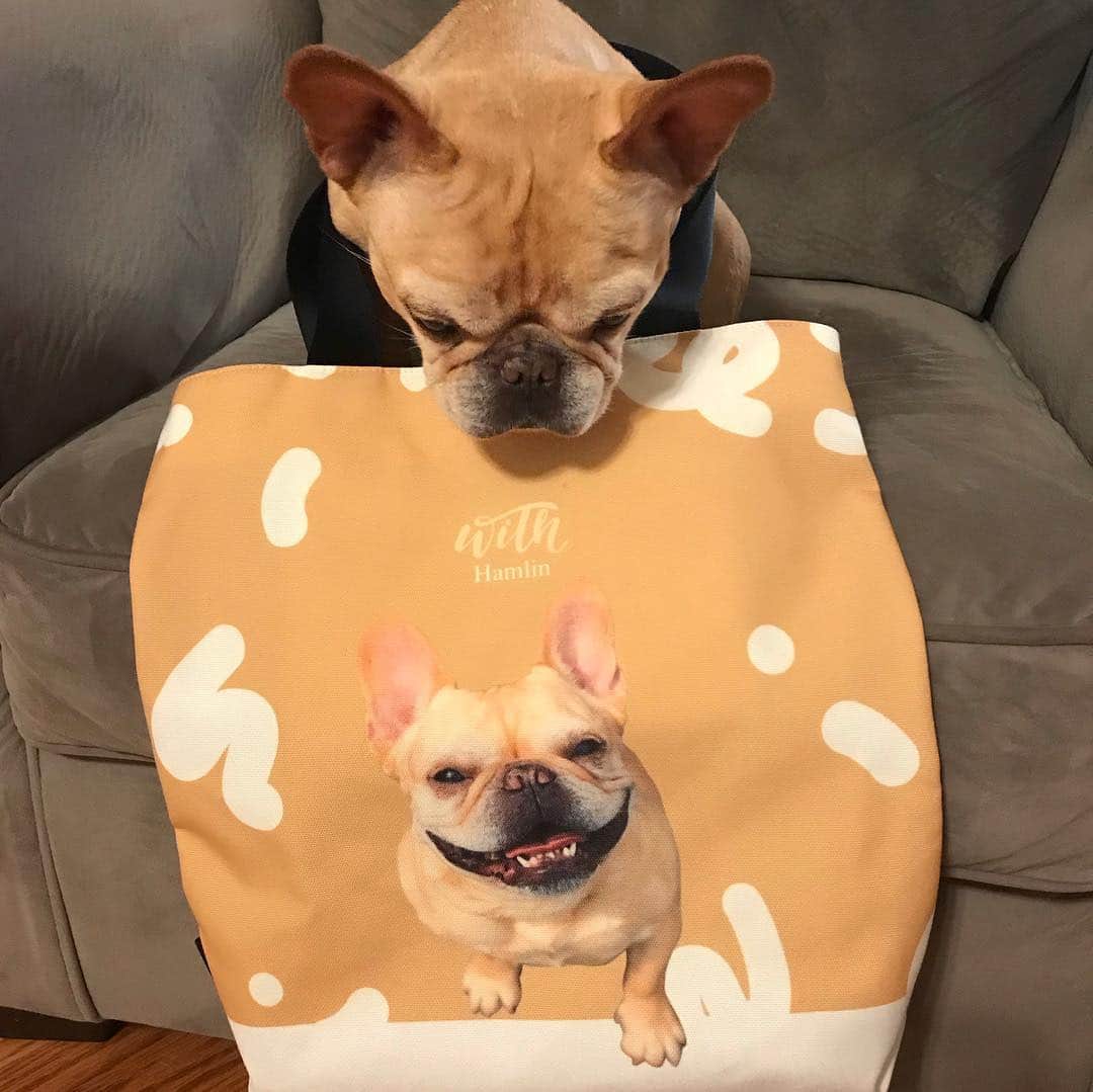 Hamlinさんのインスタグラム写真 - (HamlinInstagram)「I got my custom @bimmbag tote today, and wow did they capture my smile! You can send them a photo of your own to have printed on a bag, laptop sleeve, even a passport. So cool! .......... #customprint #allsmiles」4月4日 11時10分 - hamlin_the_frenchie