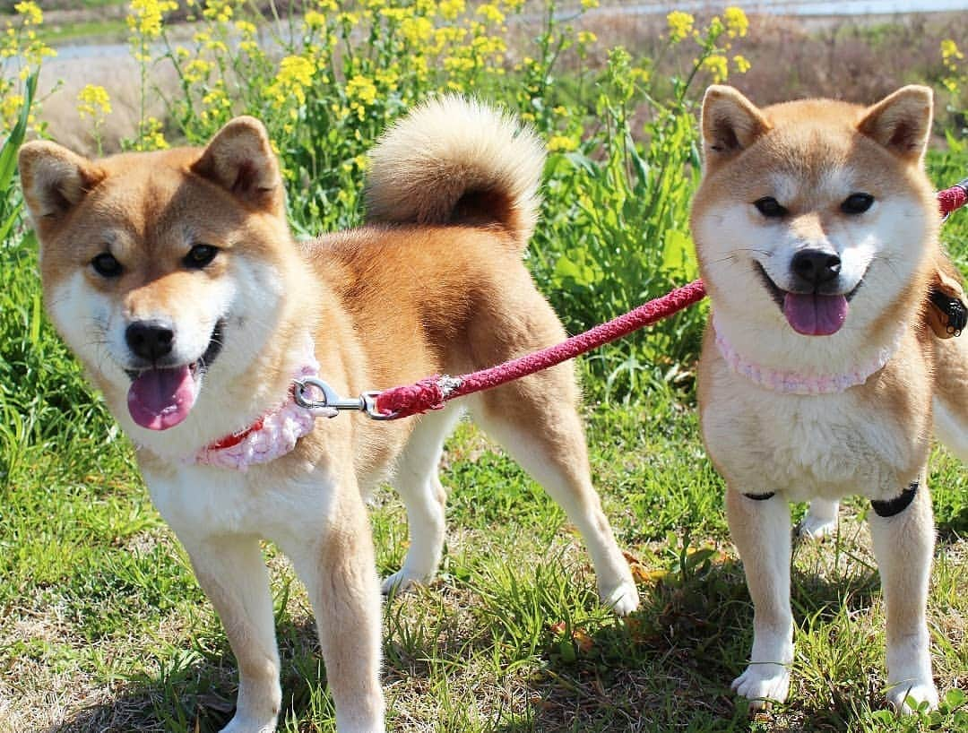 柴犬たま Shibainu Tamaさんのインスタグラム写真 - (柴犬たま Shibainu TamaInstagram)「今日はちょっと暖かい😌💓 * Caption trans🇬🇧 Today is a bit warmer than yesterday😌💓 * #柴犬たま #たママ #たま家族 #柴犬ミケ #一眼レフ #一眼レフカメラ #お散歩 #くまちゃんリュック #菜の花 #花とたま #花とミケ #笑顔 #かなりひし形 #柴犬 #shiba #shibainu #shibastagram #犬 #dog #多頭飼い」4月4日 11時28分 - tama7653