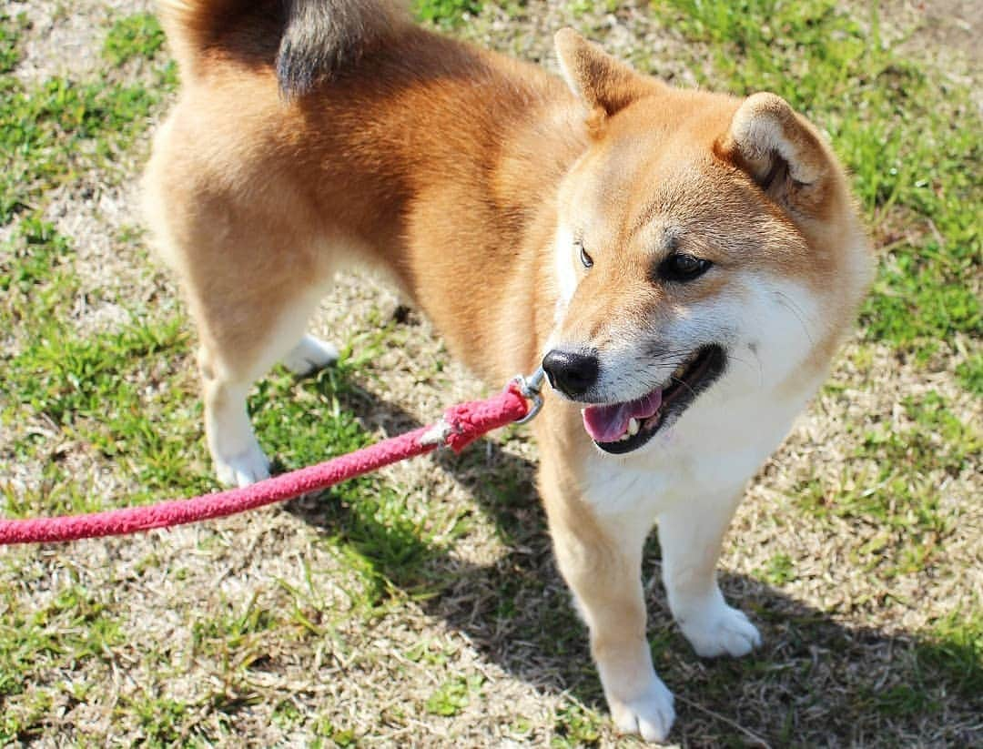 柴犬たま Shibainu Tamaさんのインスタグラム写真 - (柴犬たま Shibainu TamaInstagram)「今日はちょっと暖かい😌💓 * Caption trans🇬🇧 Today is a bit warmer than yesterday😌💓 * #柴犬たま #たママ #たま家族 #柴犬ミケ #一眼レフ #一眼レフカメラ #お散歩 #くまちゃんリュック #菜の花 #花とたま #花とミケ #笑顔 #かなりひし形 #柴犬 #shiba #shibainu #shibastagram #犬 #dog #多頭飼い」4月4日 11時28分 - tama7653