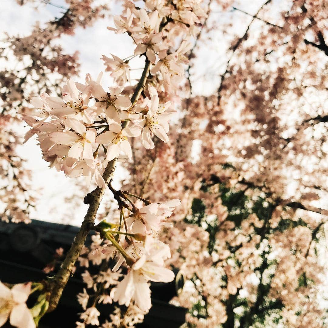 Eri Koyamaさんのインスタグラム写真 - (Eri KoyamaInstagram)「. お花見したいのに桜の季節好きなのに 風もなくてあったかかったらなー . #桜 #🌸」4月4日 11時21分 - 6ri___k