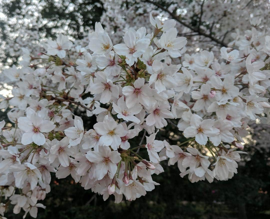 アメリカ大使館さんのインスタグラム写真 - (アメリカ大使館Instagram)「#ワシントンdc の🌸桜🌸も満開を迎えています。 この桜は100年以上前に日本🇯🇵から贈られた桜の木🌳🌸ってご存知でしたか⁉️ アメリカ🇺🇸でもこの季節に桜🌸を見に来る人で、賑わっています😀 . #us #usa #america #washingtondc #cherryblossom #bloom #peakbloom #sakura #studyabroad #eastcoast #capital #park #walk #アメリカ #留学 #海外生活 #公園 #お花見 #散歩 #満開 #桜 #プレゼント #首都 #dc #春 #季節 #spring」4月4日 11時22分 - usembassytokyo