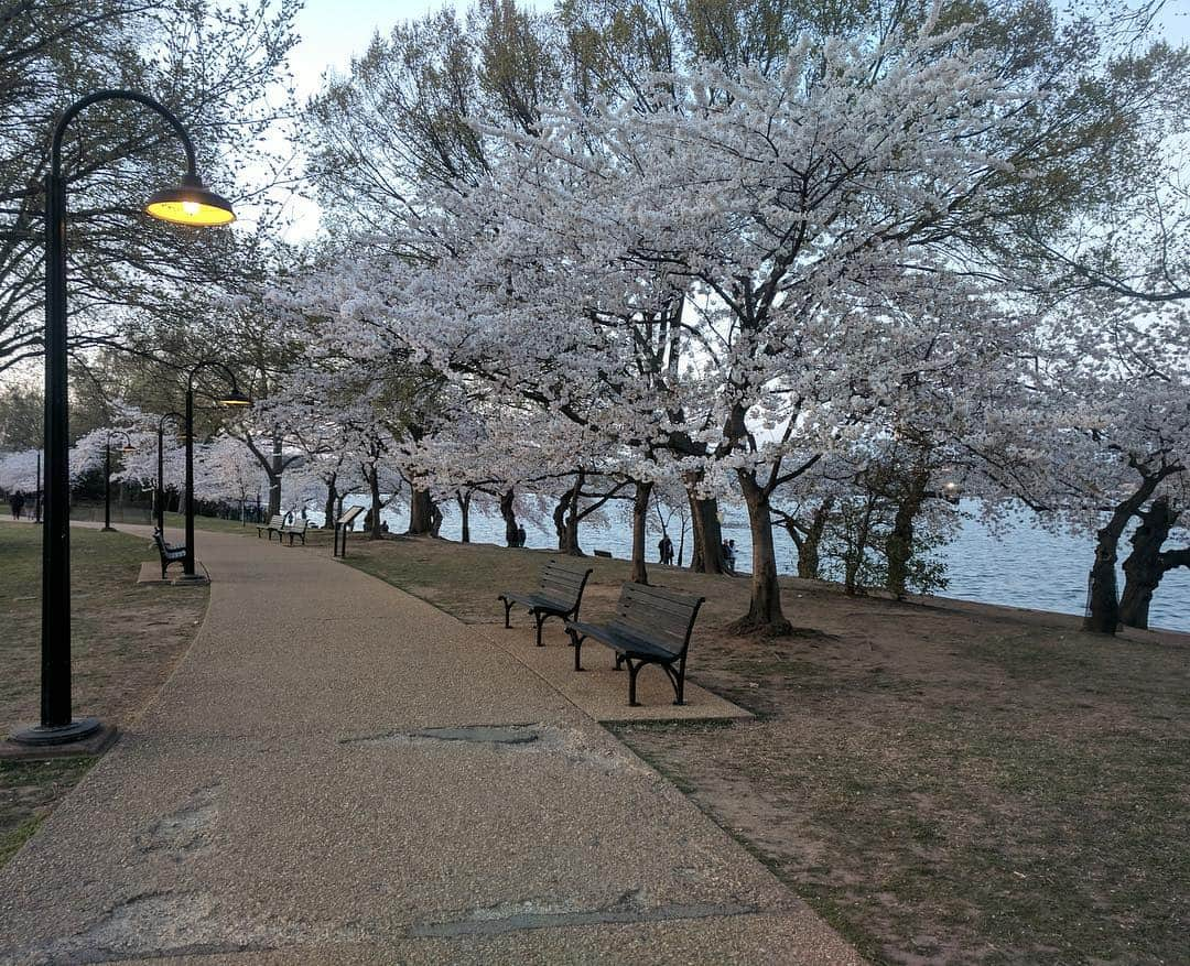 アメリカ大使館さんのインスタグラム写真 - (アメリカ大使館Instagram)「#ワシントンdc の🌸桜🌸も満開を迎えています。 この桜は100年以上前に日本🇯🇵から贈られた桜の木🌳🌸ってご存知でしたか⁉️ アメリカ🇺🇸でもこの季節に桜🌸を見に来る人で、賑わっています😀 . #us #usa #america #washingtondc #cherryblossom #bloom #peakbloom #sakura #studyabroad #eastcoast #capital #park #walk #アメリカ #留学 #海外生活 #公園 #お花見 #散歩 #満開 #桜 #プレゼント #首都 #dc #春 #季節 #spring」4月4日 11時22分 - usembassytokyo