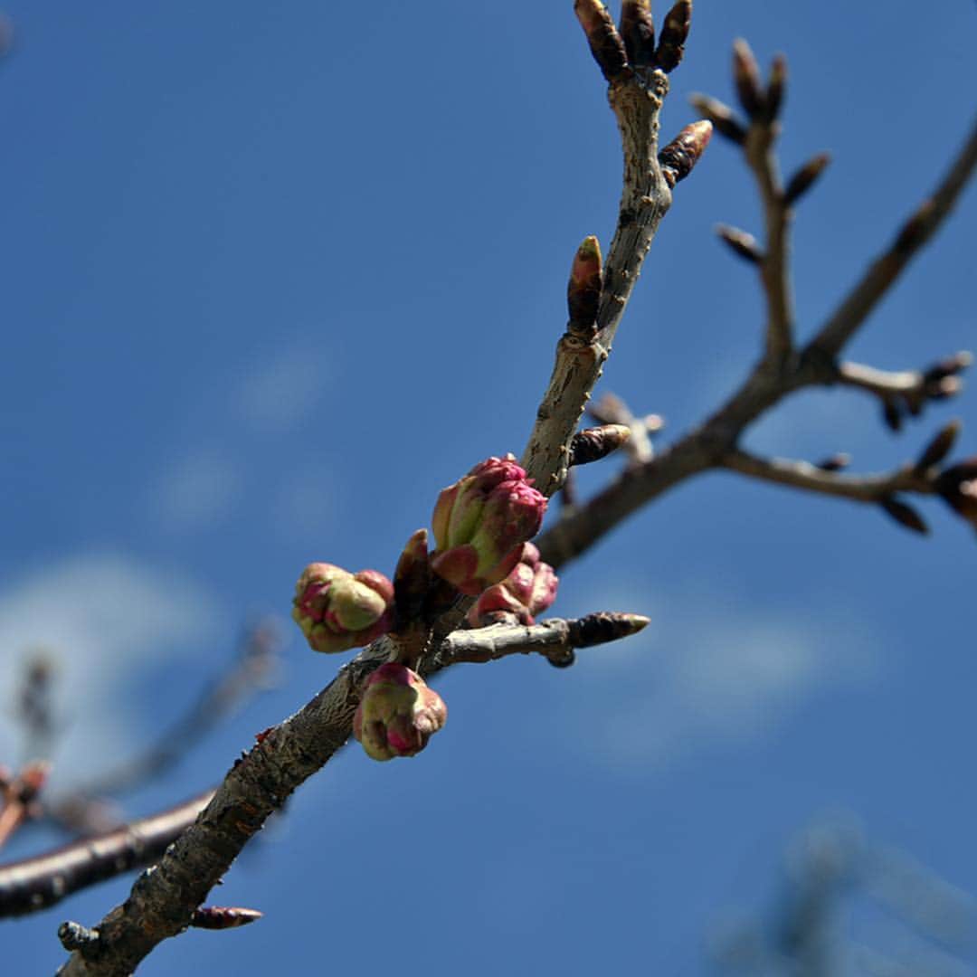 Deviserさんのインスタグラム写真 - (DeviserInstagram)「【桜の季節に桜ギターPart2】 本日の長野県松本市は快晴！！ 4月に入り、ディバイザー本社の陽光桜も蕾が大きくなってまりましたよー！  桜の開花予定ももう直ぐそこまでに迫っておりますねー。 松本城、弘法山、アルプス公園、城山公園など、松本市には桜の名所がいっぱい！ぜひぜひ観光ついでにディバイザーの工場見学などいかがでございましょう？  ぜひご検討くださいませ！ ■桜ギターラインナップ http://www.deviser.co.jp/sakuraguitar-specialpage ■3月末・4月末完成予定の最新桜モデル http://www.deviser.co.jp/content/headway-atb-hom19  #deviser #sakura #桜 #ディバイザーの桜の開花はまだ先 #陽光桜 #工場見学やってます #ウェブサイトからご予約可 #春 #spring #桜ギター #最新桜ギター情報公開中」4月4日 11時23分 - deviser2016