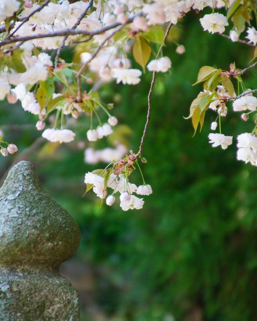 愛知県田原市さんのインスタグラム写真 - (愛知県田原市Instagram)「Shake in the spring breeze. * 春風に揺れて *  ほんのりピンクでかわいい #ほっこり#ふわふわ#モコモコ#八重桜 #入学式 おめでとう ふるーいお寺#サクラ#風情#はんなり * #たはら暮らし * #渥美半島#田原市#田原#伊良湖岬#伊良湖#赤羽根 #tahara#irago#akabane #サーフィン#surfing#田舎暮らし#日々の暮らし#休日の過ごし方#スローライフ#instagramjaran#」4月4日 11時27分 - tahara_kurashi