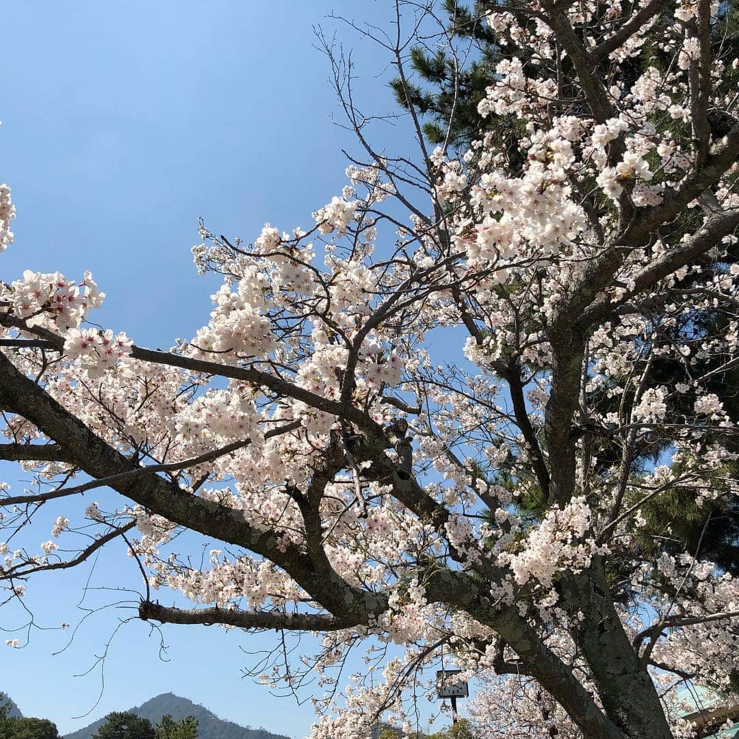 ホテル宮島別荘さんのインスタグラム写真 - (ホテル宮島別荘Instagram)「こんにちは宮島別荘井上です。 宮島の桜が満開です。青空の下桜を見ながらの宮島散策はいかがですか。 ご来島お待ちしております。 #ホテル宮島別荘 #宮島#宮島桜」4月4日 11時32分 - _miyajima_villa