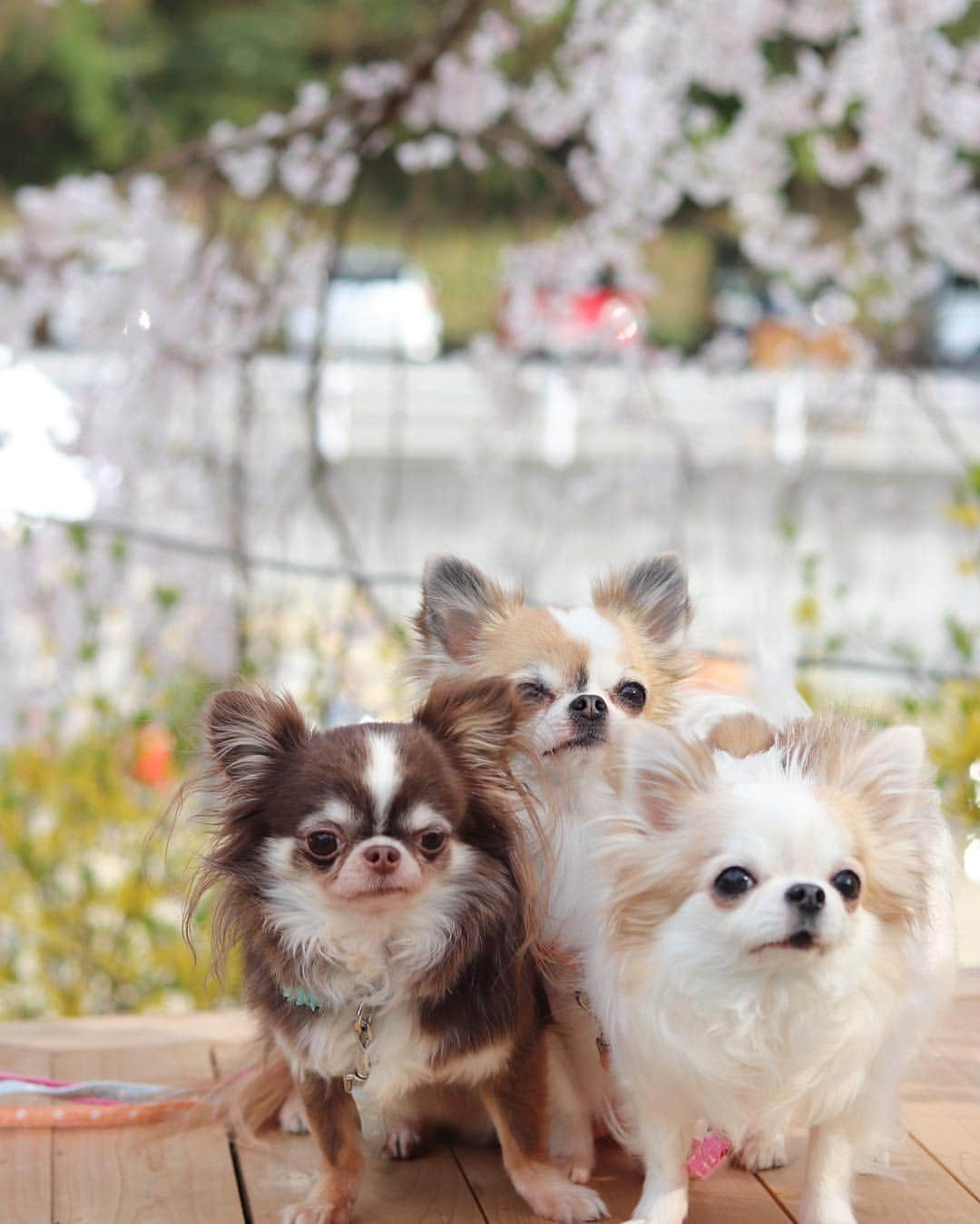 tetoyanyanさんのインスタグラム写真 - (tetoyanyanInstagram)「﻿﻿ cherry-blossom viewing 🌸﻿ ﻿ ﻿ みんなでお花見🌸﻿ ﻿ ﻿ 今日もステキな1日を😊﻿ ﻿﻿ ﻿﻿ ﻿﻿﻿﻿ ﻿﻿﻿﻿ #チワワ#dogstagram#petstagram#petoftheday#instachihuahua#chihuahuaofinstagram#chihuahualove#chihuahualover#chihuahua#chihuahuas#ちわわ#チワワ#ロングコートチワワ#igersjp#イヌスタグラム#dogfashion#onlychihuahuas#chihuahualife#chihuahuafanatics#puppystagram#cutepetclub#igcutest_animals#ふわもこ部#お花見﻿﻿ ﻿﻿﻿﻿ ﻿﻿﻿﻿ ﻿」4月4日 11時33分 - tetoyanyan