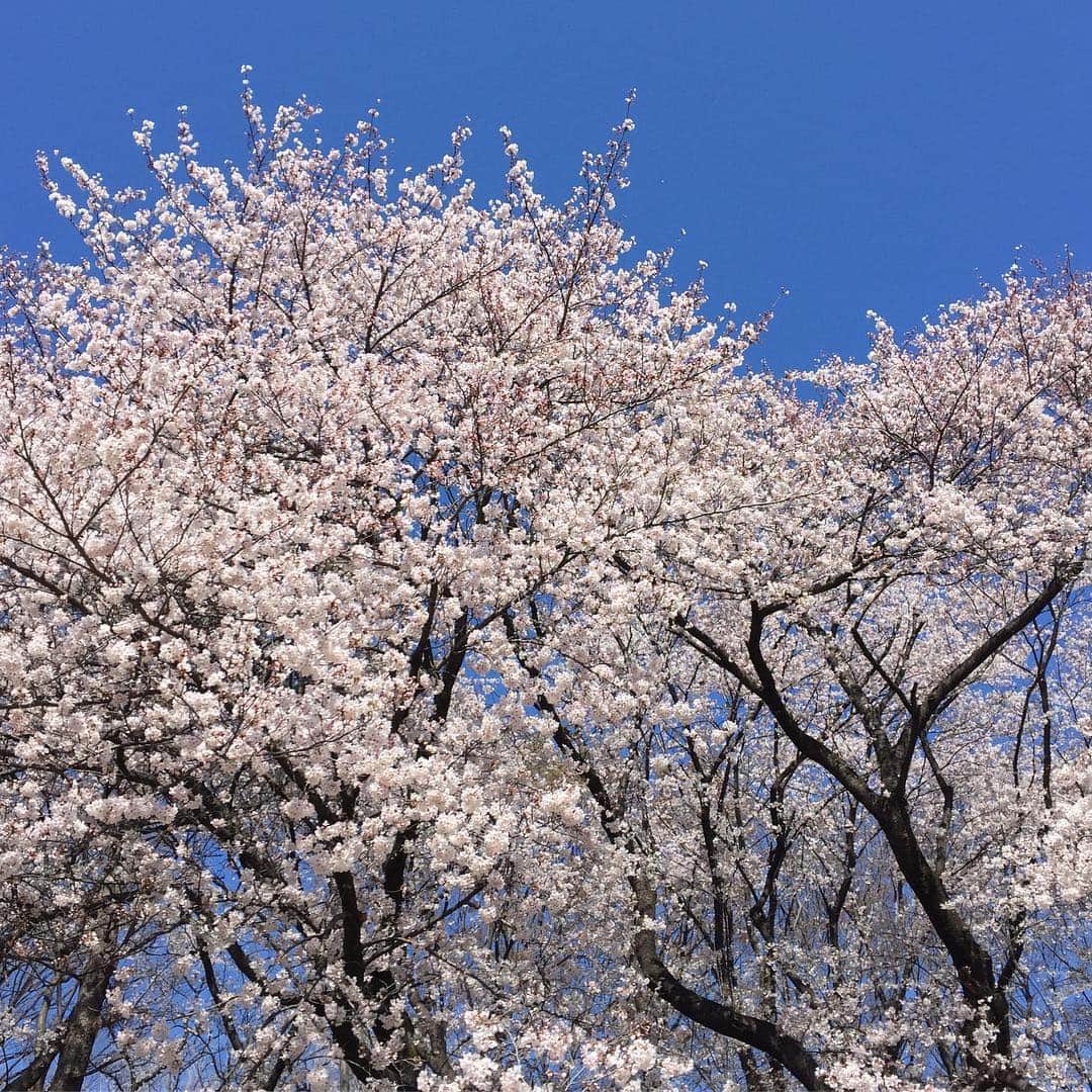 梅津有希子さんのインスタグラム写真 - (梅津有希子Instagram)「センバツ取材が終わり、10日ぶりの東京。桜間に合った！ 寒い日が続いてくれてありがとう🌸 #桜 #sakura」4月4日 11時34分 - y_umetsu