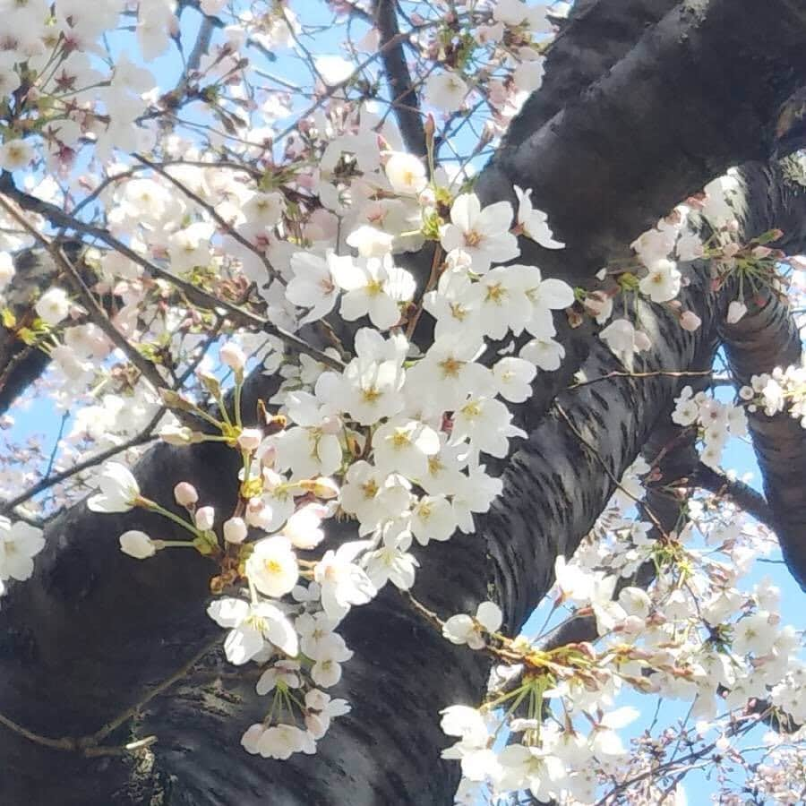 松山油脂さんのインスタグラム写真 - (松山油脂Instagram)「墨田本社近くの公園にたつ桜も見頃を迎えました。同時に、街では真新しいスーツを着た新社会人の姿を見かけるようになり、春の訪れを随所で実感します。松山油脂にもこの春、４名の新入社員が入社しました。一生懸命に取り組む姿に、忘れかけていた初心を思い出し、気が引き締まります。 #松山油脂 #matsuyama #桜」4月4日 11時40分 - matsuyama_official