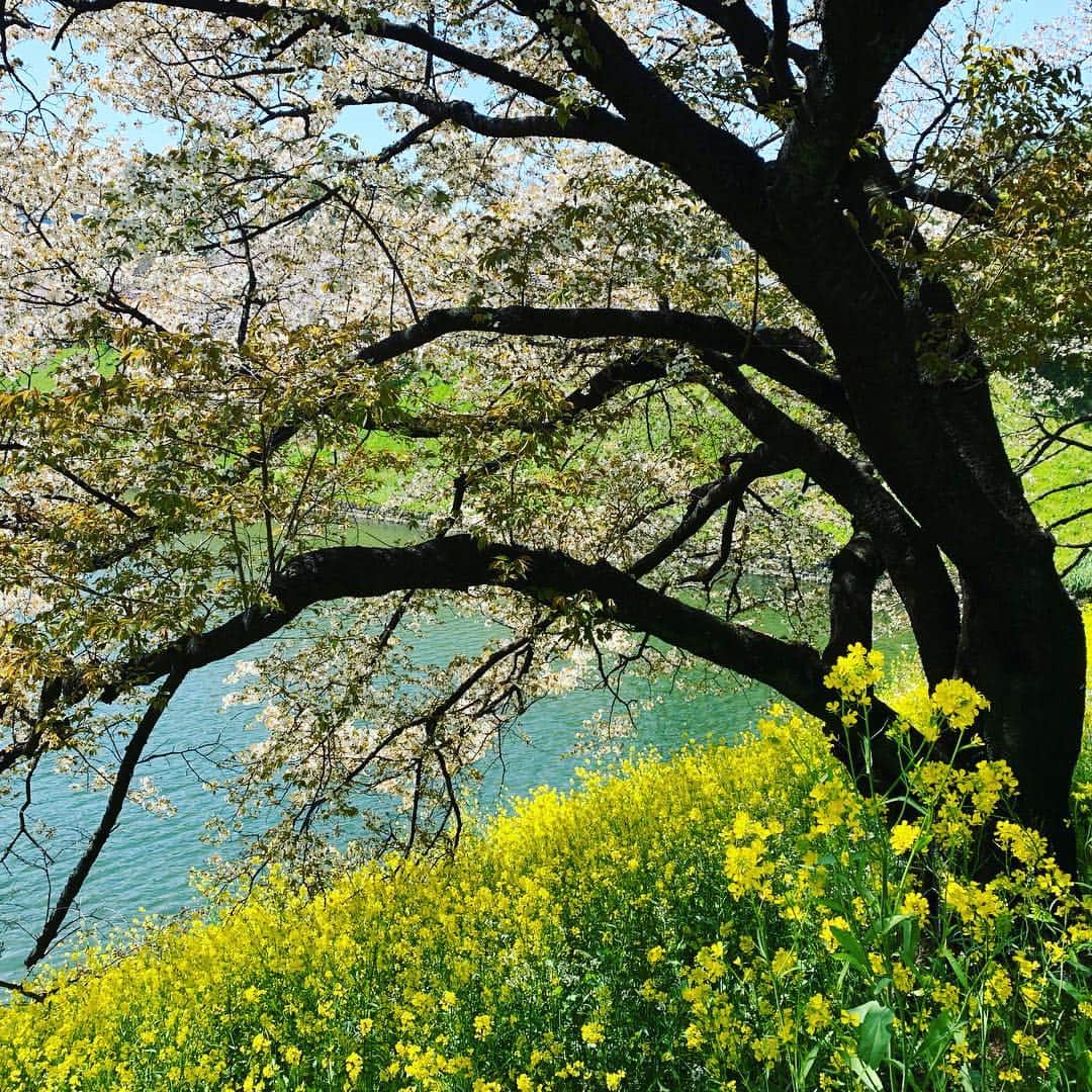 皇居ランナビのインスタグラム：「千鳥ヶ淵公園の桜と菜の花のコントラスト✨  今日はお花見日和です😊  暖かくて眠くなってきたー笑  #皇居ランナビ #皇居ラン #ミズノで皇居ラン #ミズノで女子ラン #ランニング女子 #ランニング #ハシリマスタグラム #ランナ#workout #instagood #run #jog #fitness #tokyo #imperialpalace #japan #走るひと #走る人 #followme #おもてなし #おもてなしランナー #running #runningday #jogging #marathontraining」