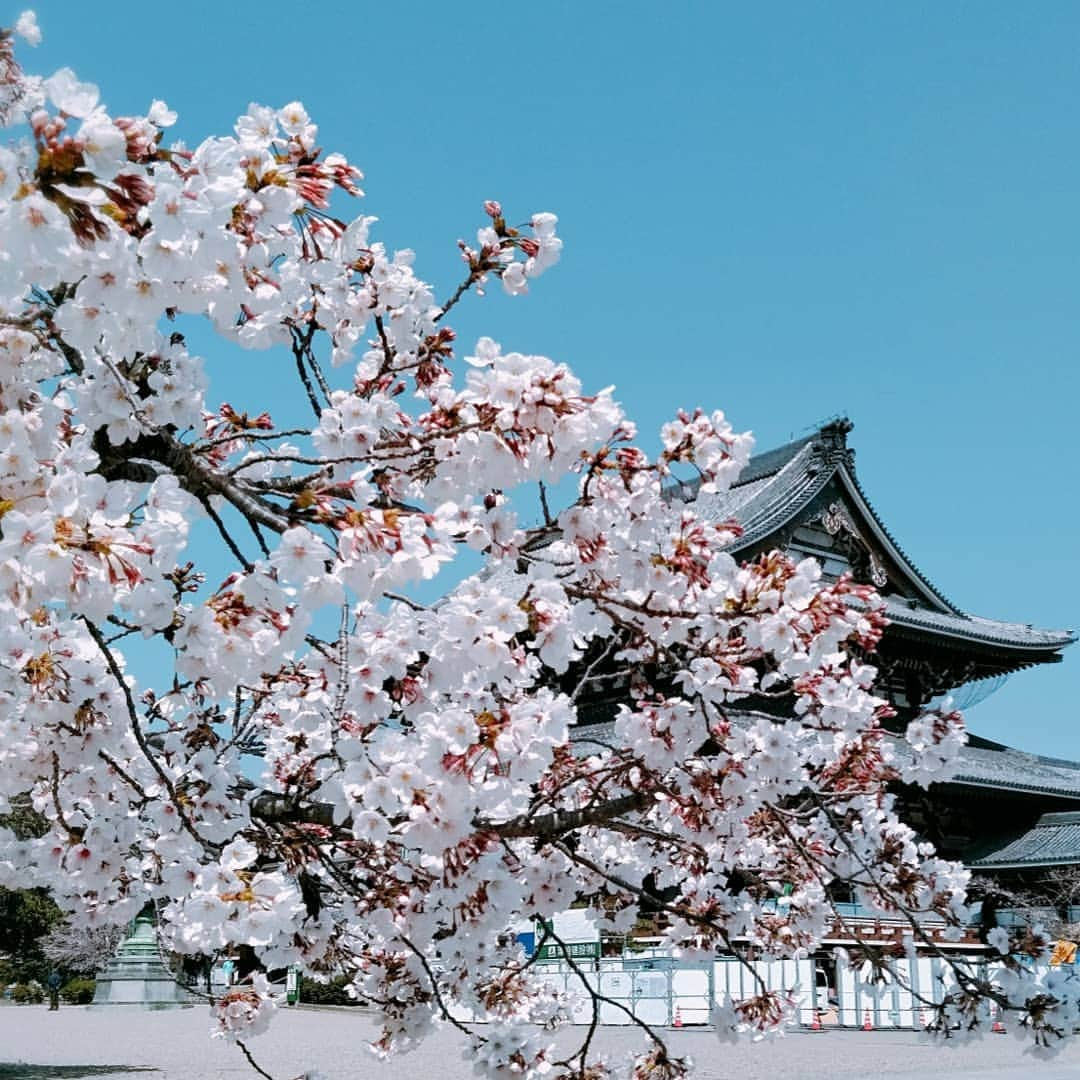 佐藤裕二さんのインスタグラム写真 - (佐藤裕二Instagram)「先ほど、#名古屋の桜 の#満開 が発表されました。さすが#修作さん 。今朝の#ドデスカ で絶対に満開の発表があると断言し、ピタリ！ 皆さん、拍手👏  #桜#さくら #ソメイヨシノ #見頃 #名古屋 #花見 #山田修作 さん#拍手 #ウルフィ #高校野球 #センバツ #東邦  #メーテレ #アナウンサー  #メーテレアナウンサー #佐藤裕二  #花 #花おじさん」4月4日 11時57分 - karaage_satou