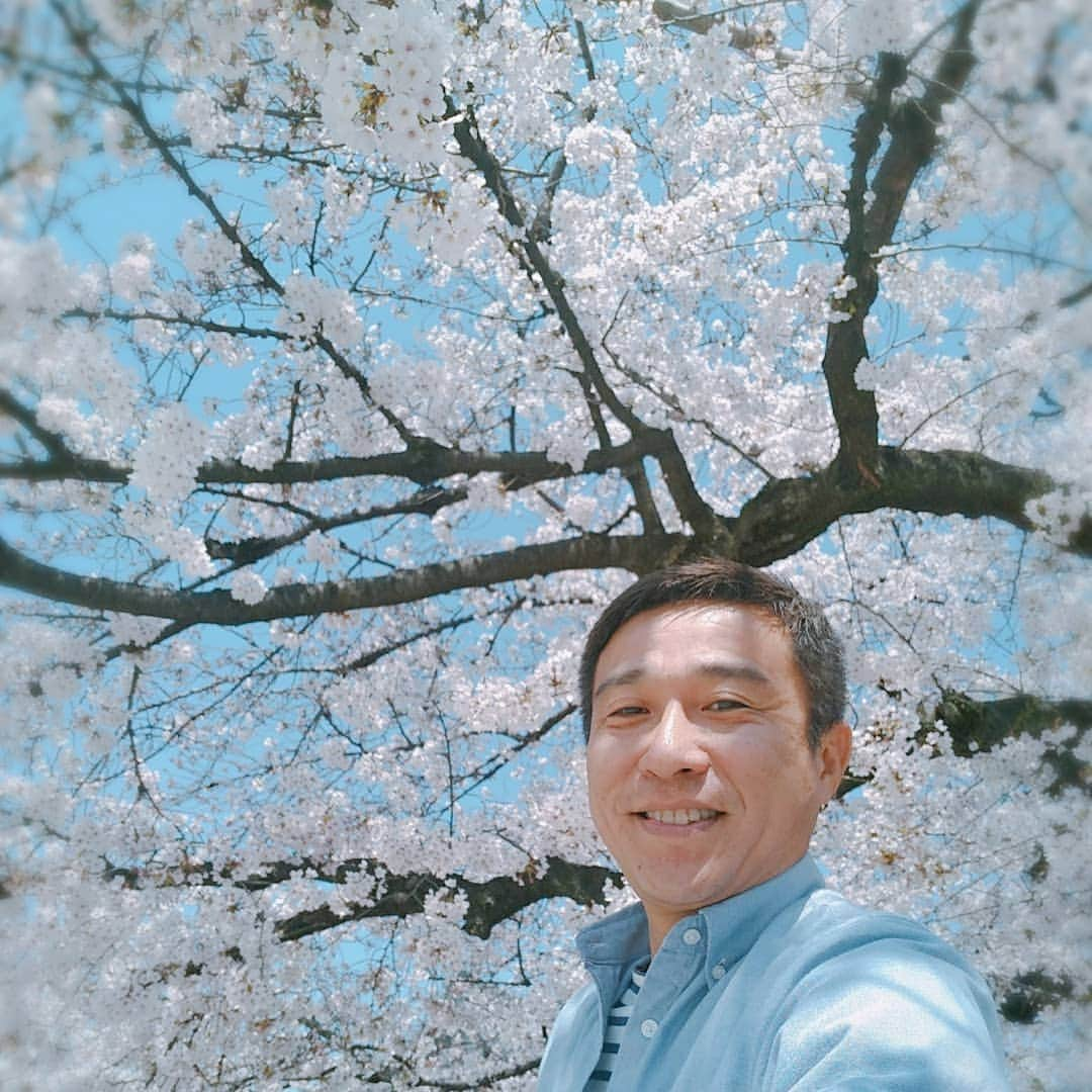 佐藤裕二さんのインスタグラム写真 - (佐藤裕二Instagram)「先ほど、#名古屋の桜 の#満開 が発表されました。さすが#修作さん 。今朝の#ドデスカ で絶対に満開の発表があると断言し、ピタリ！ 皆さん、拍手👏  #桜#さくら #ソメイヨシノ #見頃 #名古屋 #花見 #山田修作 さん#拍手 #ウルフィ #高校野球 #センバツ #東邦  #メーテレ #アナウンサー  #メーテレアナウンサー #佐藤裕二  #花 #花おじさん」4月4日 11時57分 - karaage_satou