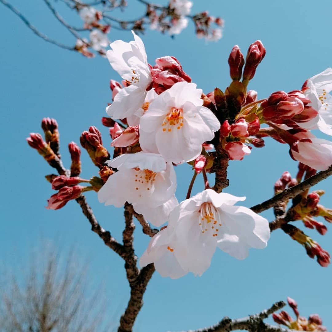 佐藤裕二さんのインスタグラム写真 - (佐藤裕二Instagram)「先ほど、#名古屋の桜 の#満開 が発表されました。さすが#修作さん 。今朝の#ドデスカ で絶対に満開の発表があると断言し、ピタリ！ 皆さん、拍手👏  #桜#さくら #ソメイヨシノ #見頃 #名古屋 #花見 #山田修作 さん#拍手 #ウルフィ #高校野球 #センバツ #東邦  #メーテレ #アナウンサー  #メーテレアナウンサー #佐藤裕二  #花 #花おじさん」4月4日 11時57分 - karaage_satou
