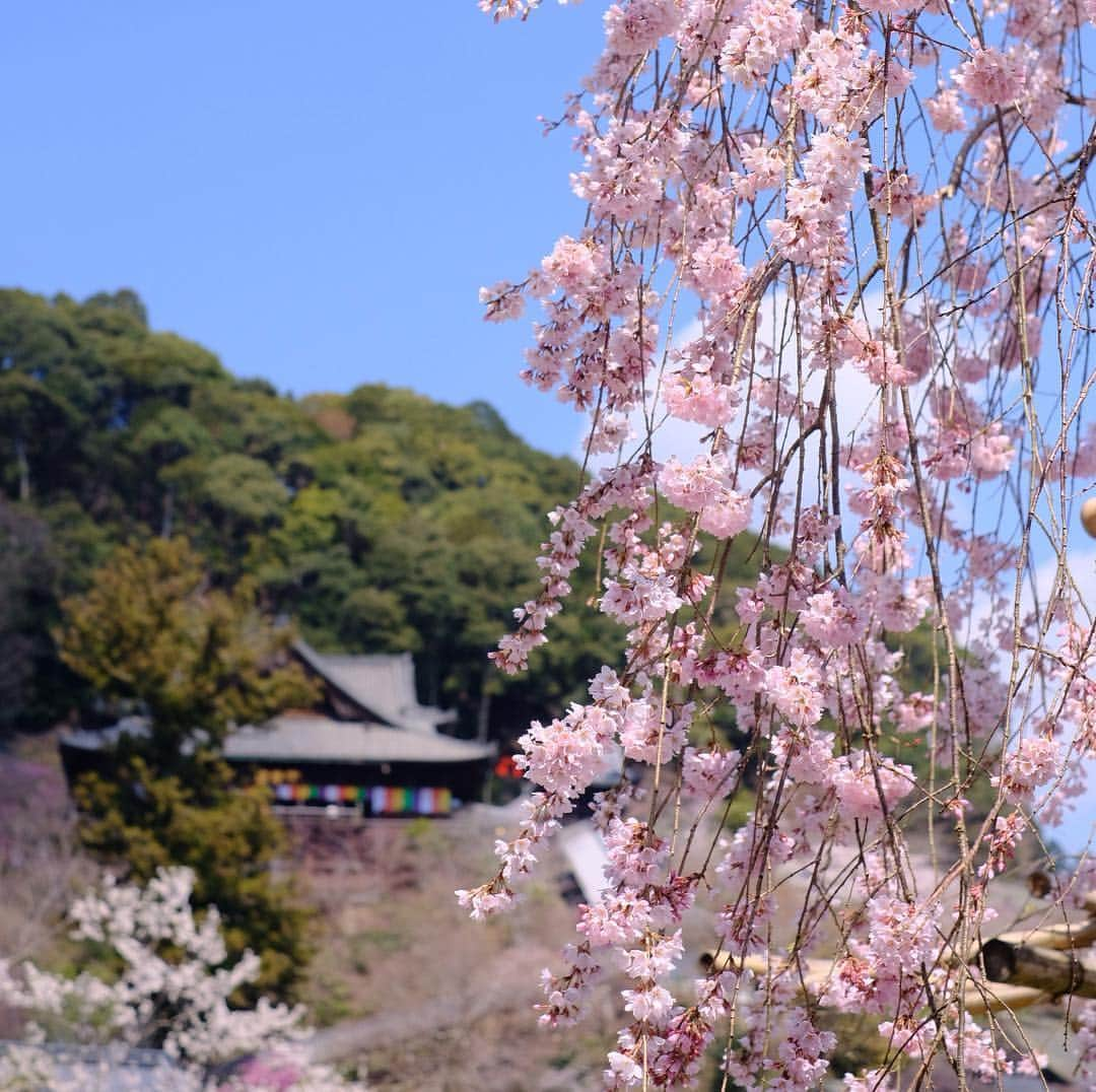 奈良 長谷寺 / nara hasederaさんのインスタグラム写真 - (奈良 長谷寺 / nara hasederaInstagram)「#長閑 な花盛り、しだれの桜が見頃、ソメイヨシノは五分咲き  It's time for flowers！  #長谷寺 #奈良長谷寺 #総本山長谷寺 #花の御寺 #奈良 #hasedera #hasederatemple #temple #japan #japanesetraditional #pilgrimage #nara #tourism #sightseeing #japanesetemple #西国 #西国三十三所 #霊場 #巡礼 #四寺巡礼 #やまとびとツアーズ #長谷寺が好き #うましうるわし奈良」4月4日 12時01分 - hase_dera