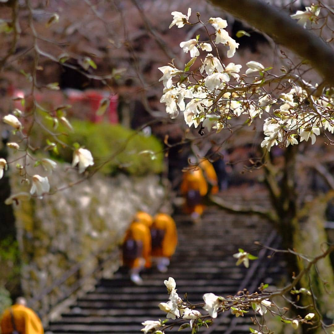 奈良 長谷寺 / nara hasederaさんのインスタグラム写真 - (奈良 長谷寺 / nara hasederaInstagram)「#長閑 な花盛り、しだれの桜が見頃、ソメイヨシノは五分咲き  It's time for flowers！  #長谷寺 #奈良長谷寺 #総本山長谷寺 #花の御寺 #奈良 #hasedera #hasederatemple #temple #japan #japanesetraditional #pilgrimage #nara #tourism #sightseeing #japanesetemple #西国 #西国三十三所 #霊場 #巡礼 #四寺巡礼 #やまとびとツアーズ #長谷寺が好き #うましうるわし奈良」4月4日 12時01分 - hase_dera