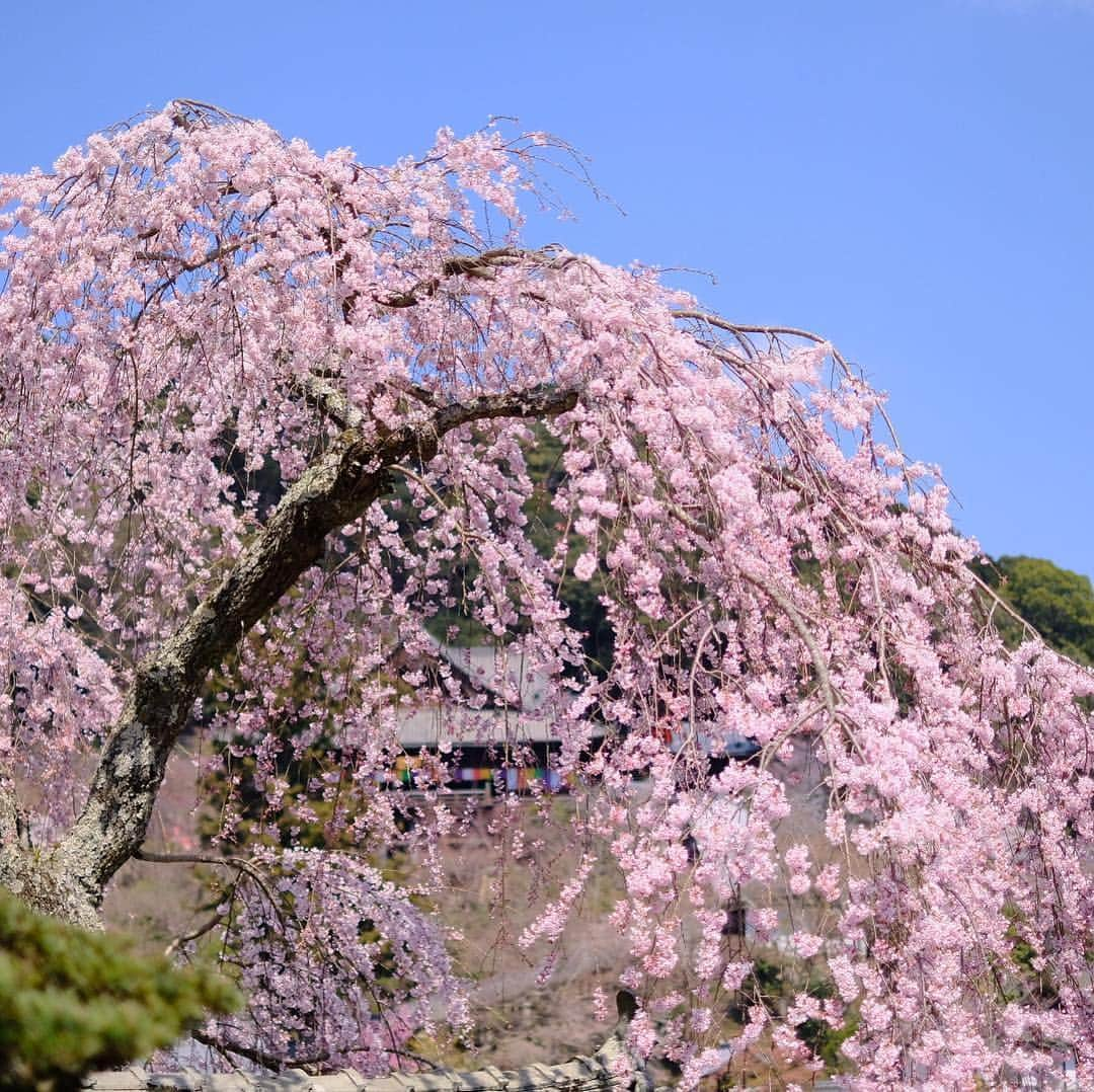 奈良 長谷寺 / nara hasederaさんのインスタグラム写真 - (奈良 長谷寺 / nara hasederaInstagram)「#長閑 な花盛り、しだれの桜が見頃、ソメイヨシノは五分咲き  It's time for flowers！  #長谷寺 #奈良長谷寺 #総本山長谷寺 #花の御寺 #奈良 #hasedera #hasederatemple #temple #japan #japanesetraditional #pilgrimage #nara #tourism #sightseeing #japanesetemple #西国 #西国三十三所 #霊場 #巡礼 #四寺巡礼 #やまとびとツアーズ #長谷寺が好き #うましうるわし奈良」4月4日 12時01分 - hase_dera