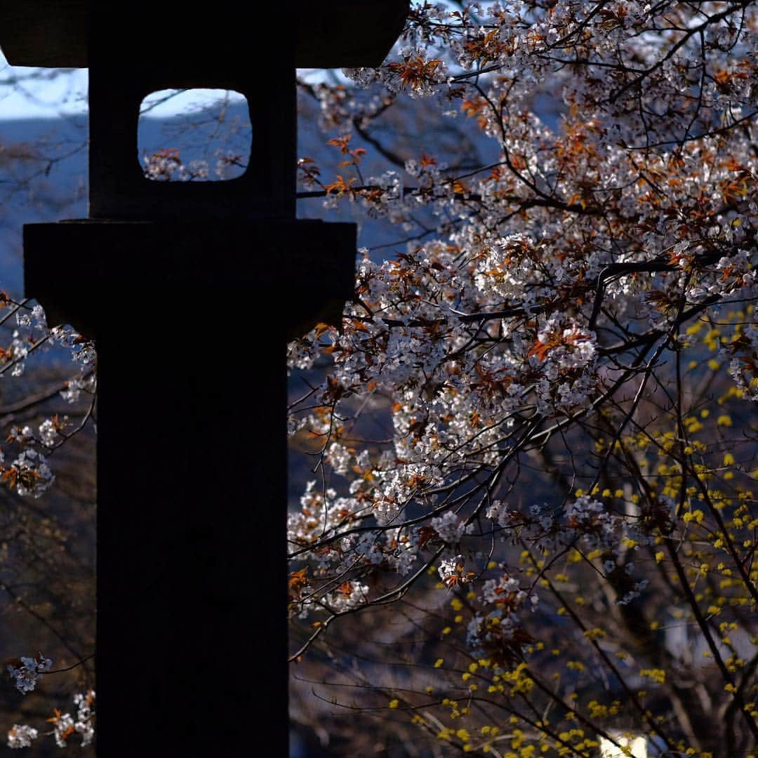 奈良 長谷寺 / nara hasederaさんのインスタグラム写真 - (奈良 長谷寺 / nara hasederaInstagram)「#長閑 な花盛り、しだれの桜が見頃、ソメイヨシノは五分咲き  It's time for flowers！  #長谷寺 #奈良長谷寺 #総本山長谷寺 #花の御寺 #奈良 #hasedera #hasederatemple #temple #japan #japanesetraditional #pilgrimage #nara #tourism #sightseeing #japanesetemple #西国 #西国三十三所 #霊場 #巡礼 #四寺巡礼 #やまとびとツアーズ #長谷寺が好き #うましうるわし奈良」4月4日 12時01分 - hase_dera