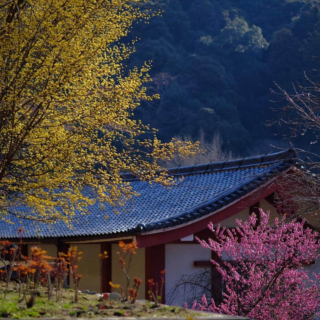 奈良 長谷寺 / nara hasederaさんのインスタグラム写真 - (奈良 長谷寺 / nara hasederaInstagram)「#長閑 な花盛り、しだれの桜が見頃、ソメイヨシノは五分咲き  It's time for flowers！  #長谷寺 #奈良長谷寺 #総本山長谷寺 #花の御寺 #奈良 #hasedera #hasederatemple #temple #japan #japanesetraditional #pilgrimage #nara #tourism #sightseeing #japanesetemple #西国 #西国三十三所 #霊場 #巡礼 #四寺巡礼 #やまとびとツアーズ #長谷寺が好き #うましうるわし奈良」4月4日 12時01分 - hase_dera