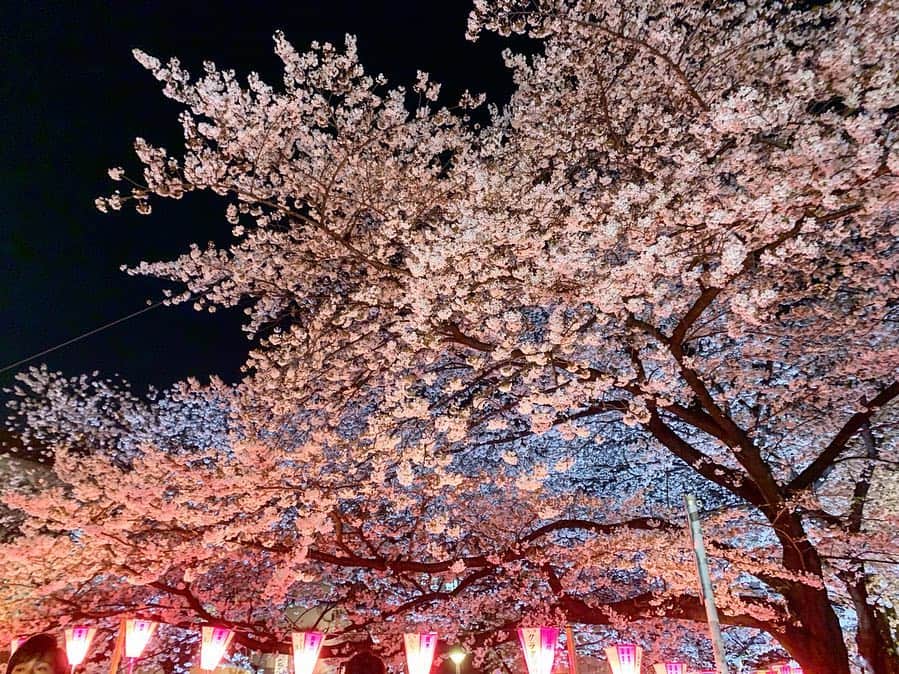 利咲さんのインスタグラム写真 - (利咲Instagram)「目黒川の夜桜が見事でした🌸 通りすがりのスマホで撮ってこのレベル。 実物は何倍も迫力があります。 目黒川のお花見は屋台があって歩きながら見れる感じが良いですね。人多過ぎるけど… 今春は特に花冷えを感じます。 新元号も発表になり４月が始まりました。  今年は舞台や司会など色んなことをする年になる予感で、皆さんにお会いできる機会が増えそうです。 応援してくれると嬉しい☻ この春新しい環境になった方もそうでない方も皆さん共に頑張っていきましょう！ . . . #目黒川 #めぐろがわ #中目黒 #桜 #お花見 #花見 #🌸 #cherryblossom #新元号 #令和 #R18」4月4日 12時04分 - himeringo908
