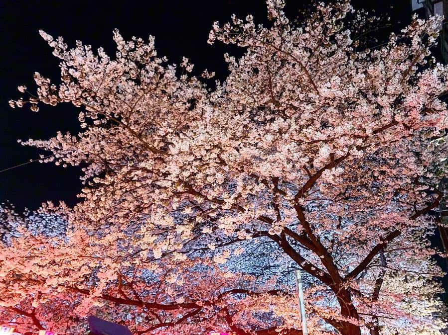 のインスタグラム：「目黒川の夜桜が見事でした🌸 通りすがりのスマホで撮ってこのレベル。 実物は何倍も迫力があります。 目黒川のお花見は屋台があって歩きながら見れる感じが良いですね。人多過ぎるけど… 今春は特に花冷えを感じます。 新元号も発表になり４月が始まりました。  今年は舞台や司会など色んなことをする年になる予感で、皆さんにお会いできる機会が増えそうです。 応援してくれると嬉しい☻ この春新しい環境になった方もそうでない方も皆さん共に頑張っていきましょう！ . . . #目黒川 #めぐろがわ #中目黒 #桜 #お花見 #花見 #🌸 #cherryblossom #新元号 #令和 #R18」