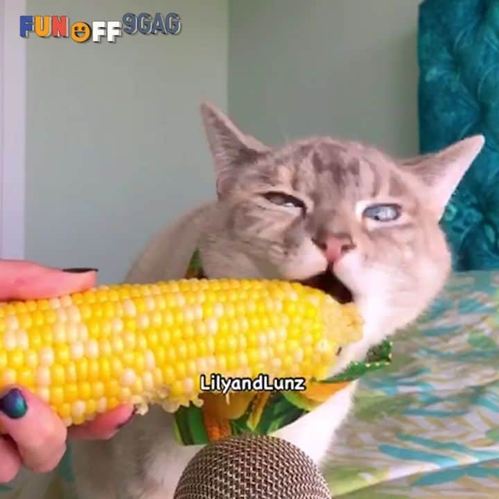 のインスタグラム：「Time for corn 🌽 Congrats to @lilyandlunz on becoming #9GAGFunOff week 21 winner! - #meowed #corn #asmr」