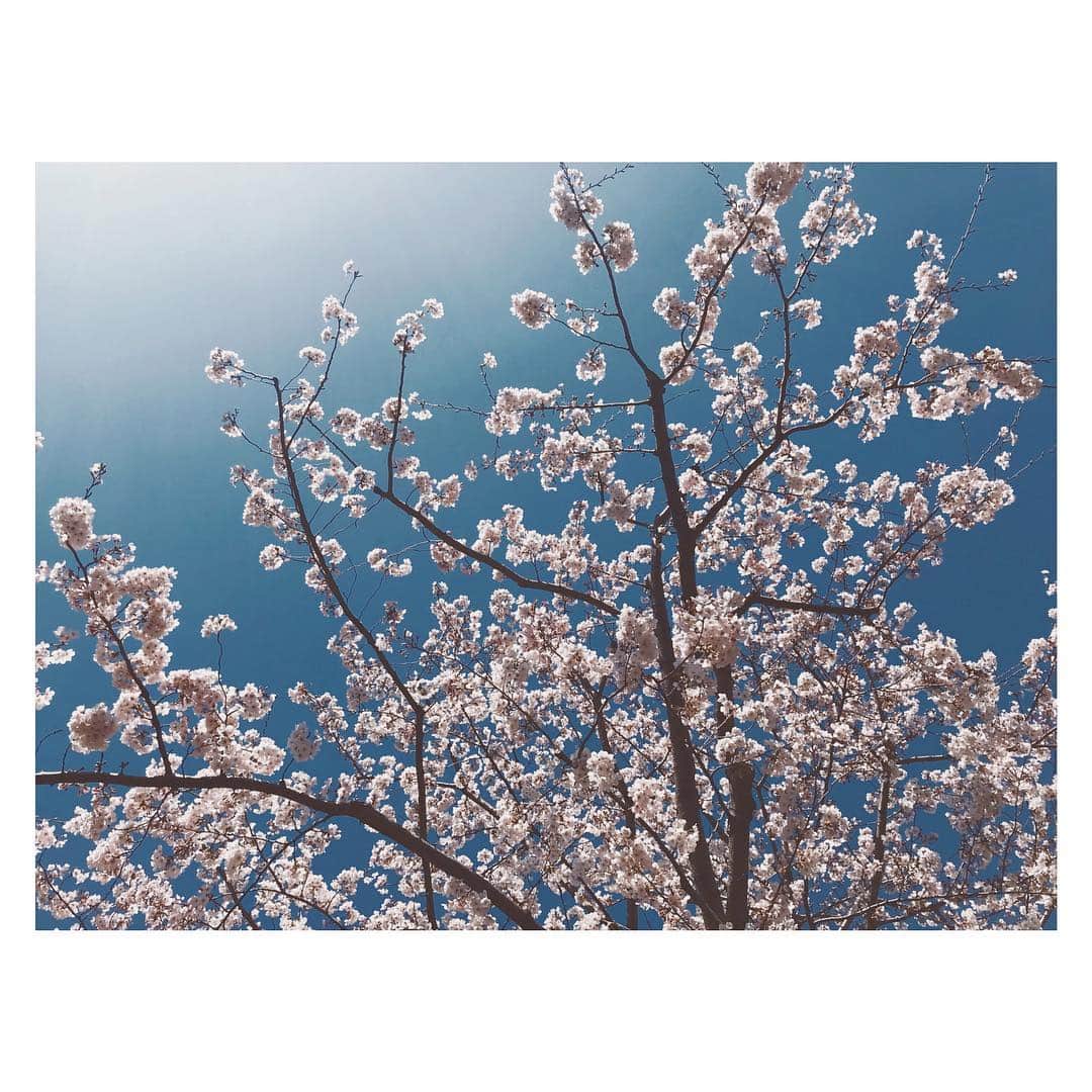 大塚愛さんのインスタグラム写真 - (大塚愛Instagram)「桜の道を通ると 日々ある自分の至らなさや、不運やトラブルに  それでも心は救われる と 思わせてくれる  優しい人に助けてもらう  ありったけの感謝をする。  AIO　#春 #桜 #sakura」4月4日 12時20分 - aiotsuka_official