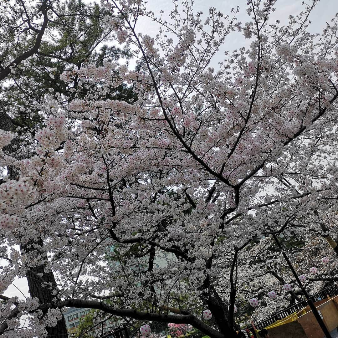 なだぎ武さんのインスタグラム写真 - (なだぎ武Instagram)「近所の公園にちと桜を見に来た。でももう葉桜になってるなー、、 考えたら満開の桜を見れたのが、小倉城での桜やったかも😄あれが平成最後の花見やった。  #小倉城桜まつり」4月4日 12時29分 - nadagigigi