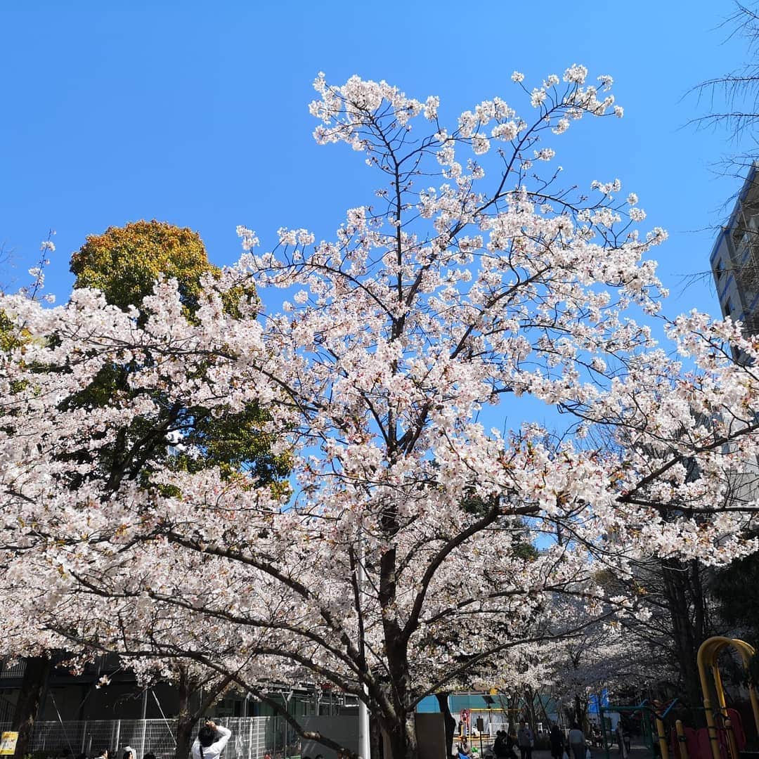 なだぎ武さんのインスタグラム写真 - (なだぎ武Instagram)「近所の公園にちと桜を見に来た。でももう葉桜になってるなー、、 考えたら満開の桜を見れたのが、小倉城での桜やったかも😄あれが平成最後の花見やった。  #小倉城桜まつり」4月4日 12時29分 - nadagigigi