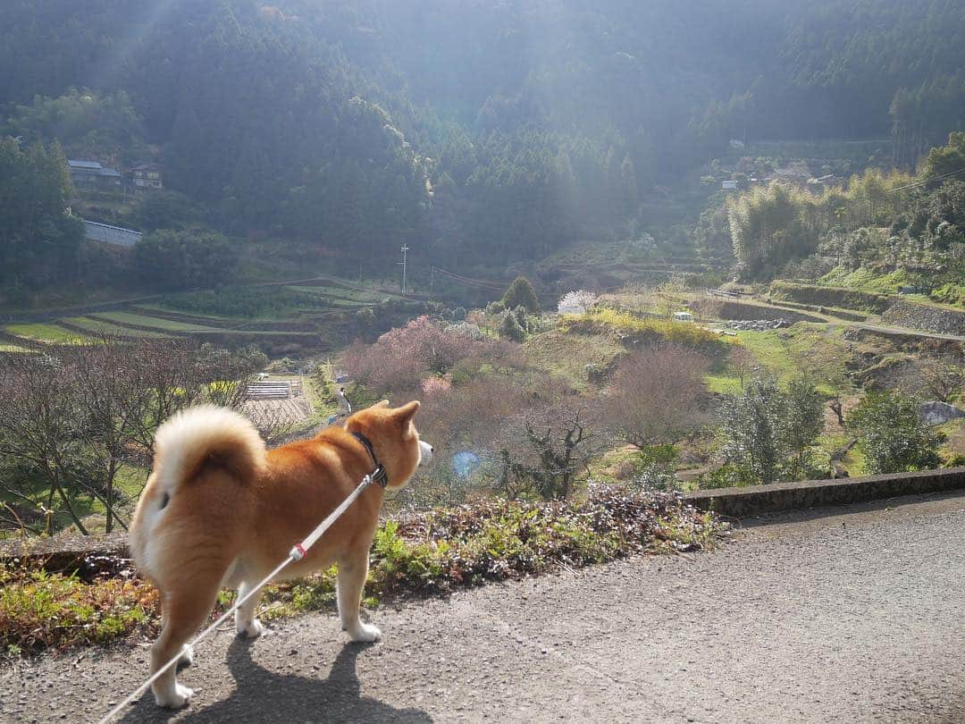 shibainu berryさんのインスタグラム写真 - (shibainu berryInstagram)「神山散歩中の何気ない写真🐻 柴犬と日本の田舎の風景はいいね〜馴染みすぎる☺️ 👵はむくみのリード、👩はべりやんのリード持って… むくみんはグングン進んで草むらを見つけては駆け回り、べりやんはのっそのっそ、クンクン活動に励み進むから…ほぼ別行動😅 遠くで👵「あーーー‼︎汚なーーー‼︎」「ギャーーー‼︎」とむくみに振り回されて叫んでるのが聞こえるからそっちの方向へ進むとそのうち出くわすという😅べりむく共にマイペースに楽しめたね〜🐻🦊 #徳島 #神山 #❤️迷子犬の掲示板応援団 @maigo_dog  #❤️迷子犬の掲示板四国応援団 @maigo_dog_shikoku #柴犬 #べりやん #べりむく #多頭飼い #berry #shiba #shibainu  #shibainumania #shibastagram #instashiba #ぷにっと部 #口角キュキュッと部  #チーム俺様 →部員絶賛募集中 #shiba_snap #proudshibas #west_dog_japan #サンデイ #instagramjapan #ふわもこ部 #pecoいぬ部 #pecotv #buzzfeedanimals #dogsofinstagram #dogsofinstaworld #dogs_of_instagram #9gag」4月4日 12時31分 - shibainu.berry