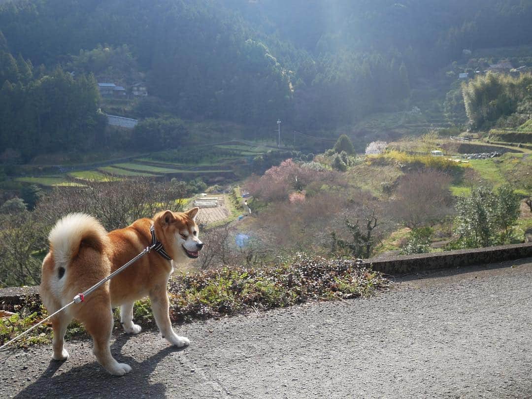 shibainu berryさんのインスタグラム写真 - (shibainu berryInstagram)「神山散歩中の何気ない写真🐻 柴犬と日本の田舎の風景はいいね〜馴染みすぎる☺️ 👵はむくみのリード、👩はべりやんのリード持って… むくみんはグングン進んで草むらを見つけては駆け回り、べりやんはのっそのっそ、クンクン活動に励み進むから…ほぼ別行動😅 遠くで👵「あーーー‼︎汚なーーー‼︎」「ギャーーー‼︎」とむくみに振り回されて叫んでるのが聞こえるからそっちの方向へ進むとそのうち出くわすという😅べりむく共にマイペースに楽しめたね〜🐻🦊 #徳島 #神山 #❤️迷子犬の掲示板応援団 @maigo_dog  #❤️迷子犬の掲示板四国応援団 @maigo_dog_shikoku #柴犬 #べりやん #べりむく #多頭飼い #berry #shiba #shibainu  #shibainumania #shibastagram #instashiba #ぷにっと部 #口角キュキュッと部  #チーム俺様 →部員絶賛募集中 #shiba_snap #proudshibas #west_dog_japan #サンデイ #instagramjapan #ふわもこ部 #pecoいぬ部 #pecotv #buzzfeedanimals #dogsofinstagram #dogsofinstaworld #dogs_of_instagram #9gag」4月4日 12時31分 - shibainu.berry